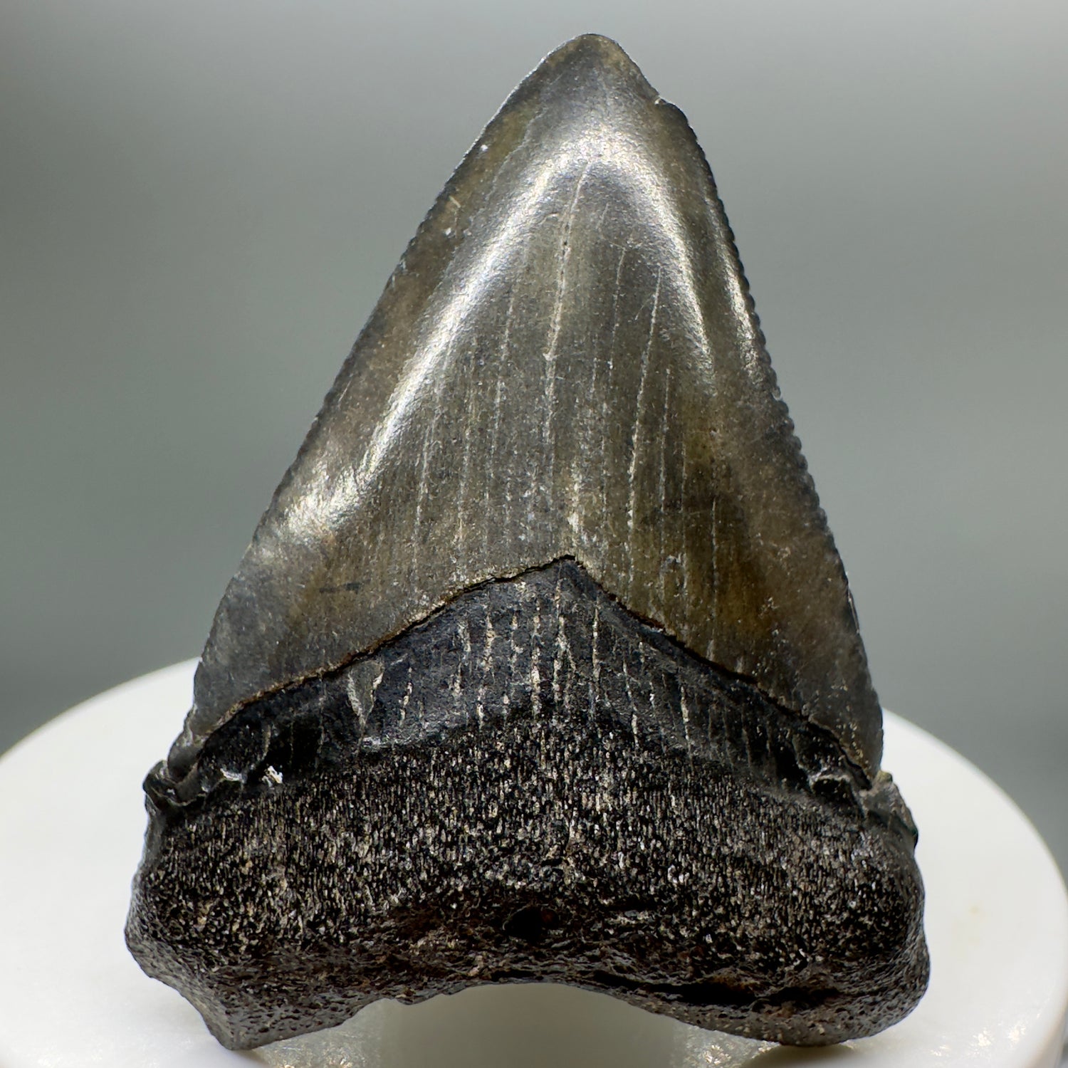 Dark colors, serrated 1.92" Fossil Megalodon Tooth from South Carolina MJ137 - Front