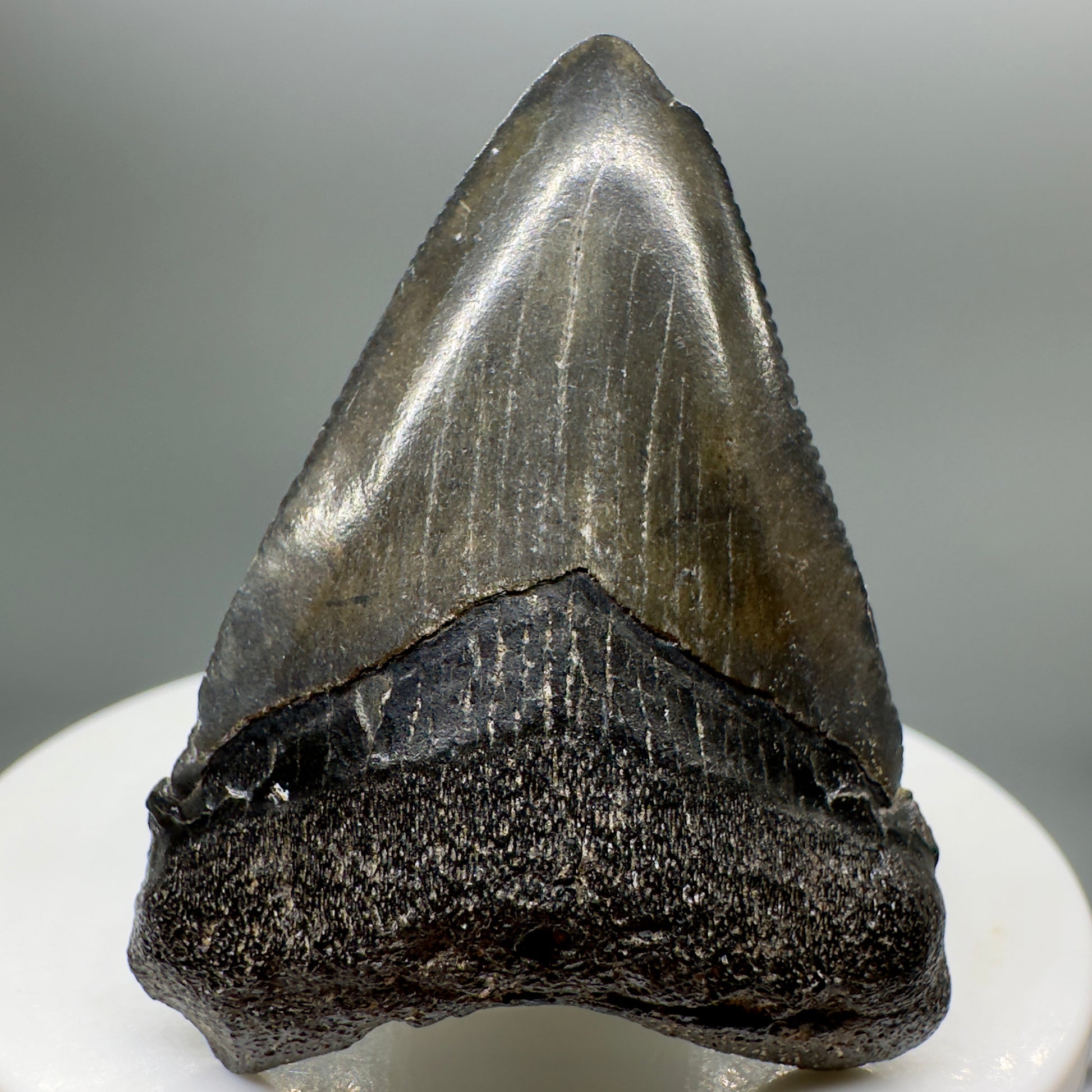 Dark colors, serrated 1.92" Fossil Megalodon Tooth from South Carolina MJ137 - Front