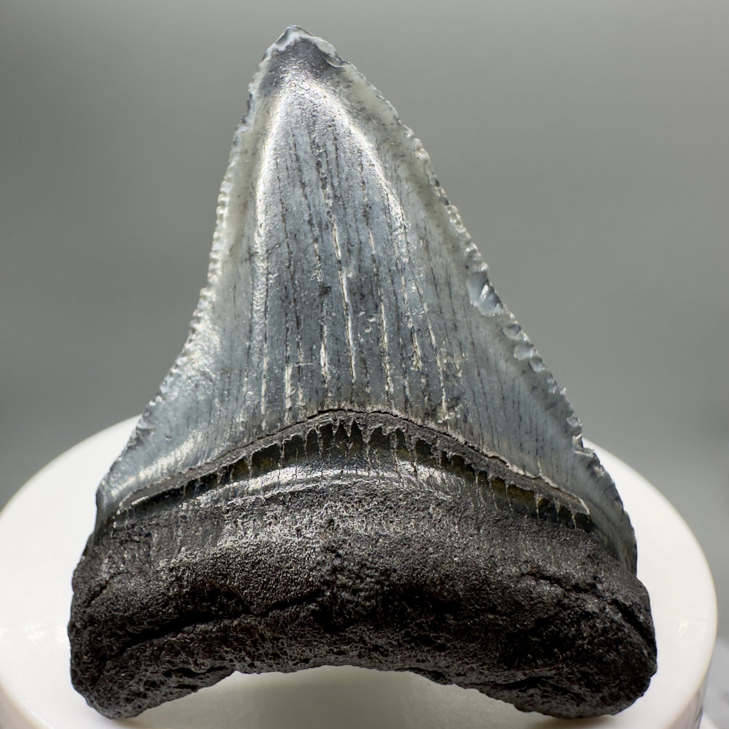 Grey, serrated 2.05" Fossil Megalodon Tooth from South Carolina MJ138 - Front