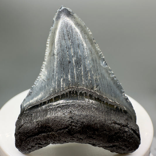 Grey, serrated 2.05" Fossil Megalodon Tooth from South Carolina MJ138 - Front