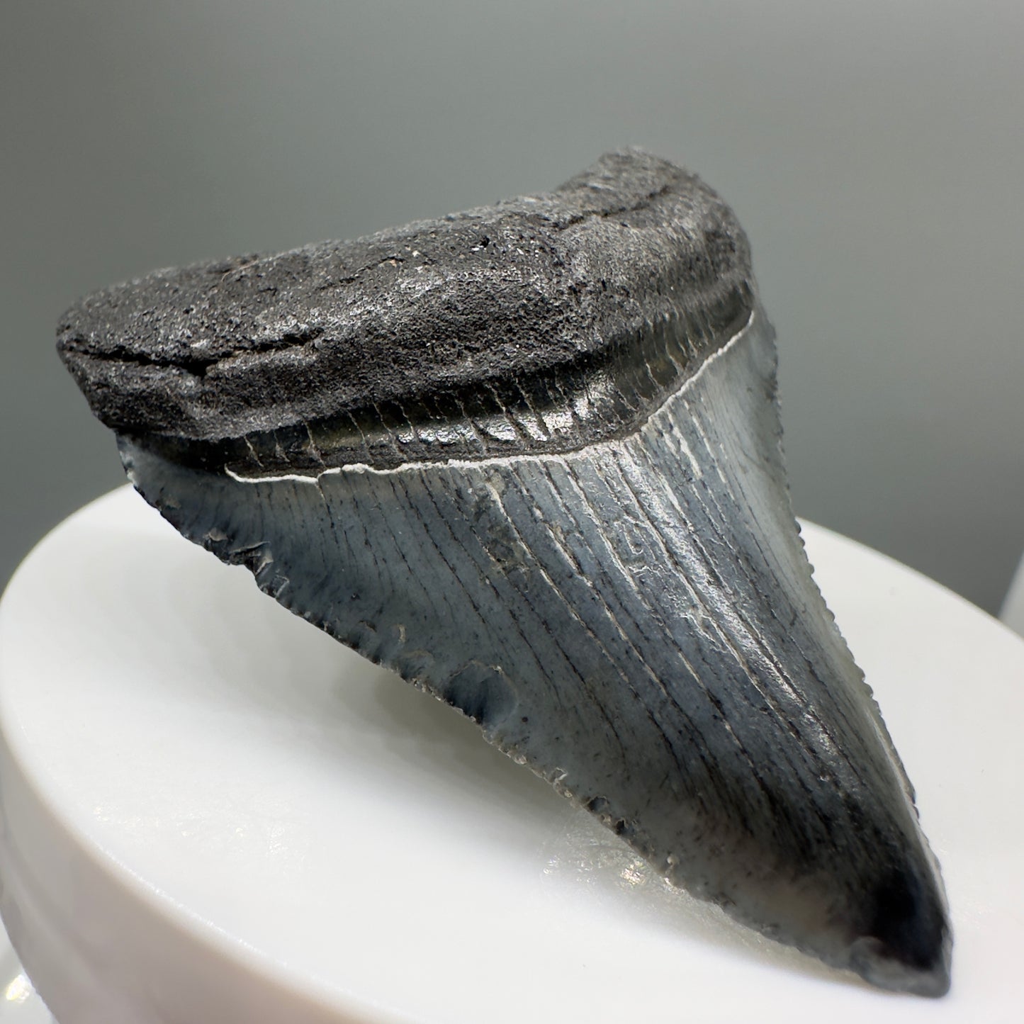 Grey, serrated 2.05" Fossil Megalodon Tooth from South Carolina MJ138 - Front Left