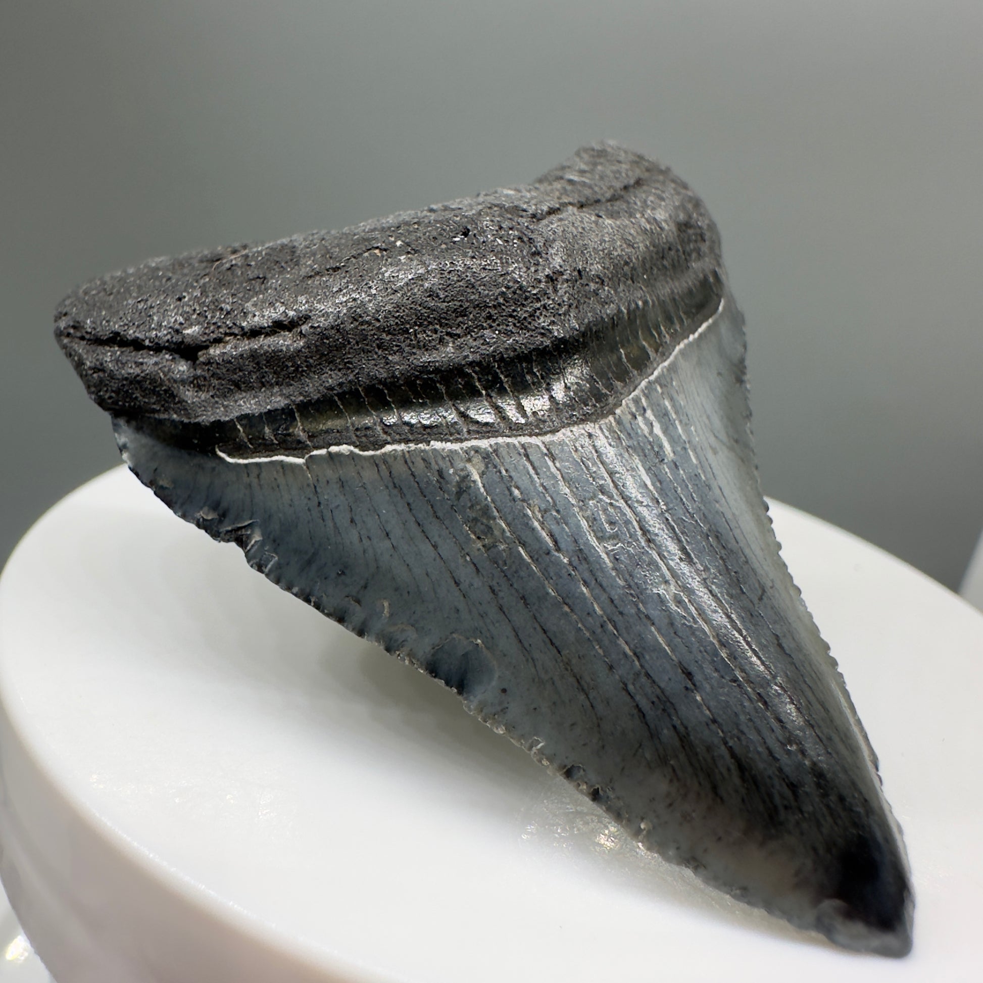 Grey, serrated 2.05" Fossil Megalodon Tooth from South Carolina MJ138 - Front Left