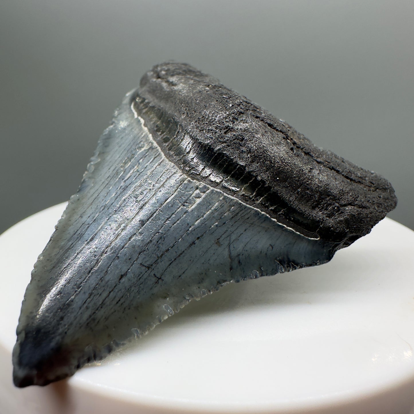 Grey, serrated 2.05" Fossil Megalodon Tooth from South Carolina MJ138 - Front Right
