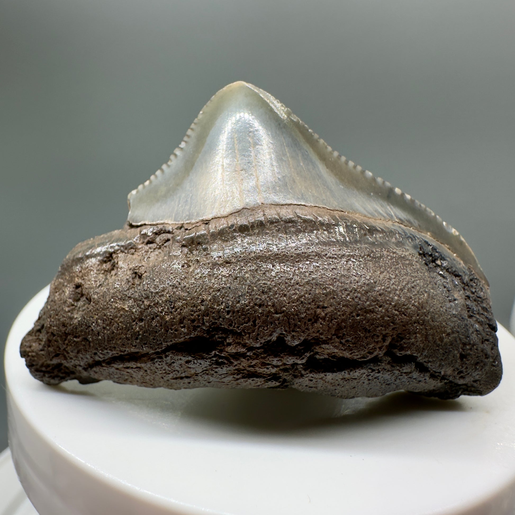 Posterior, serrated 2.07" Fossil Megalodon Tooth from South Carolina MJ139 - Front