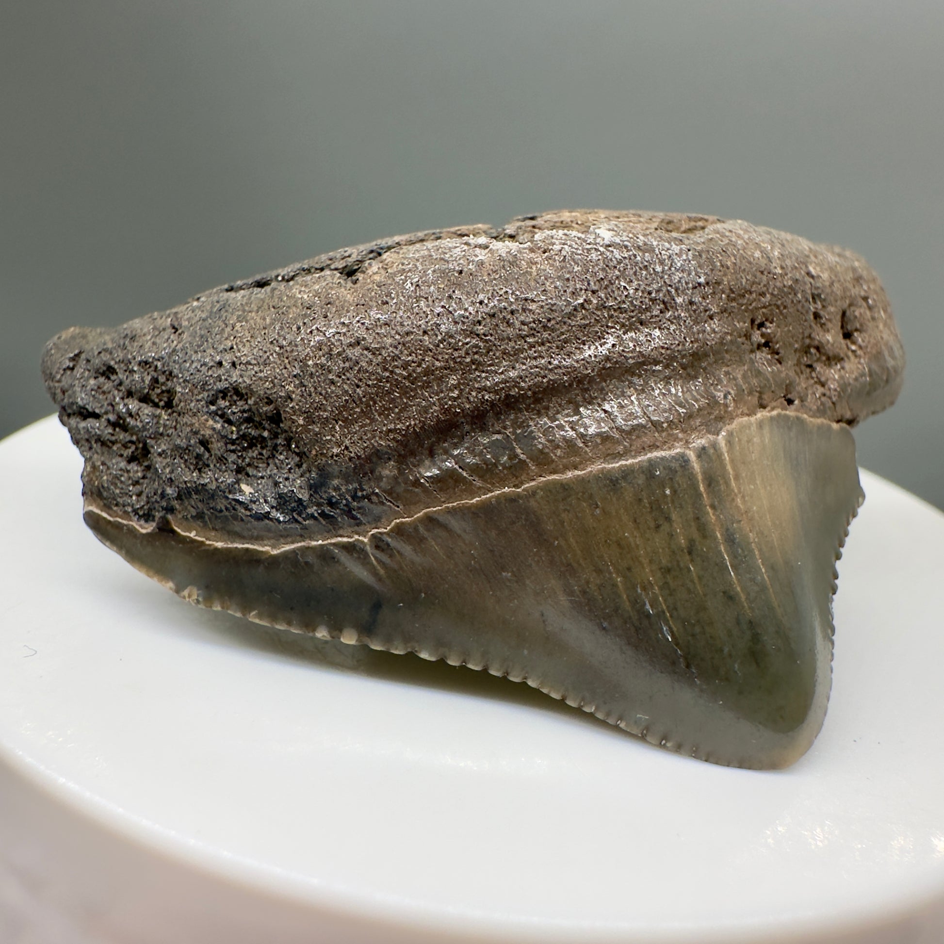 Posterior, serrated 2.07" Fossil Megalodon Tooth from South Carolina MJ139 - Front Left