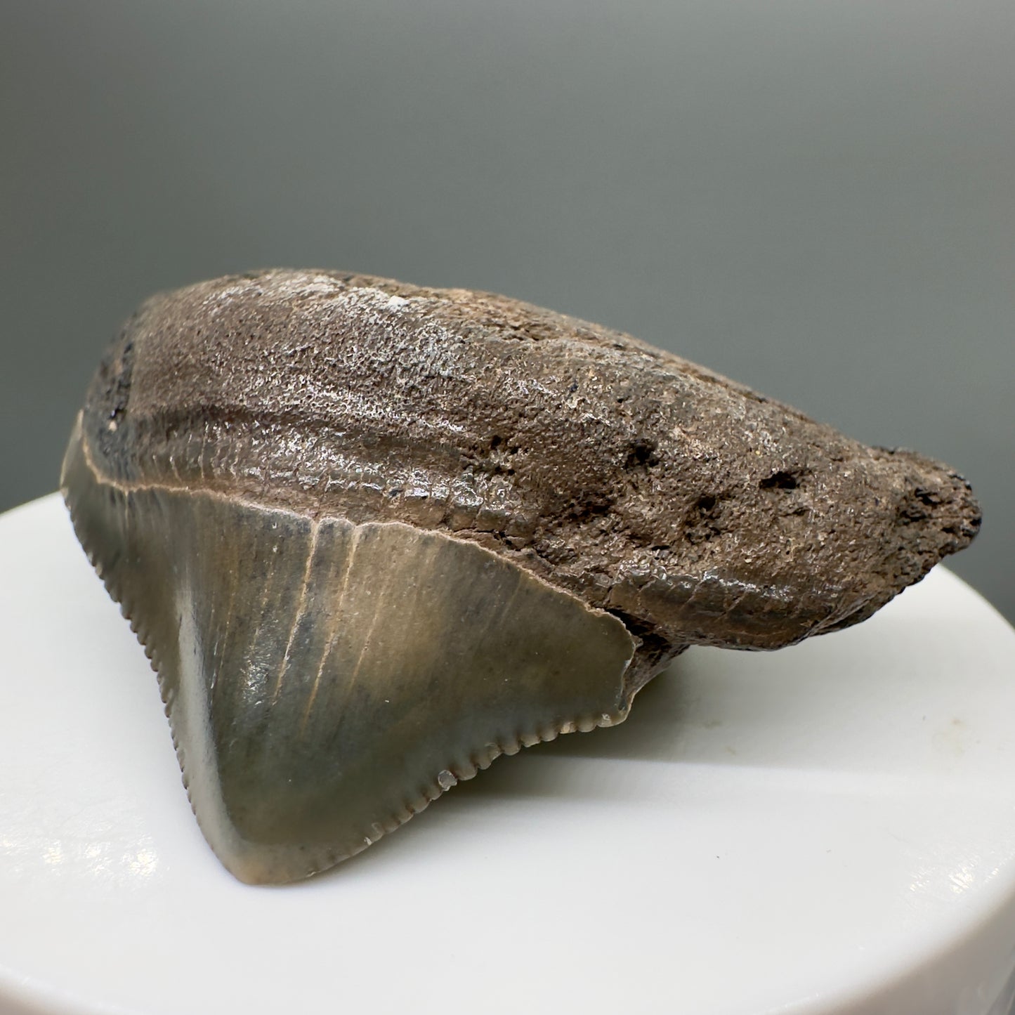 Posterior, serrated 2.07" Fossil Megalodon Tooth from South Carolina MJ139 - Front Right