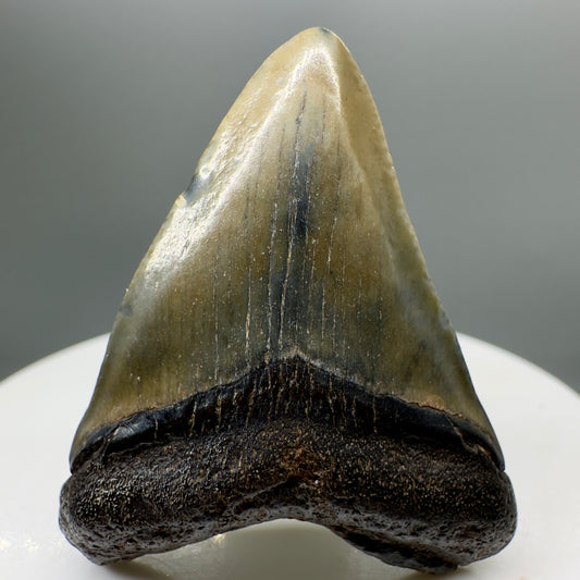 Baby anterior 1.60" Fossil Megalodon Tooth from South Carolina MJ135 - Front