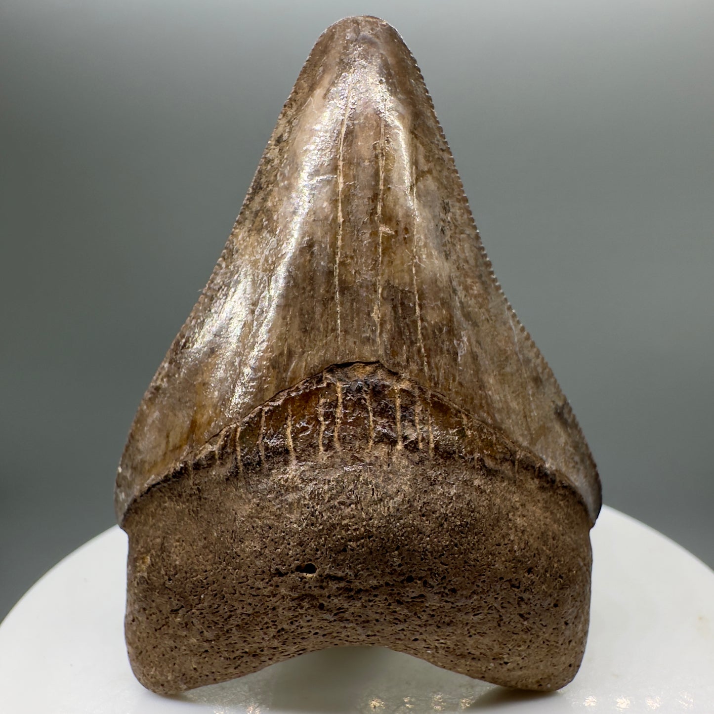 Brown, serrated 2.18" Fossil Megalodon Tooth from Georgia MJ143 - Front
