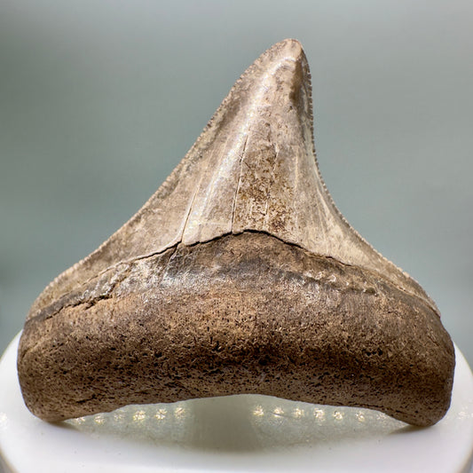 Brown, serrated 2.06" Anterior Fossil Megalodon Tooth from Georgia MJ144 - Front