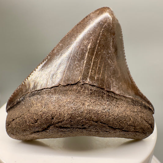Large Posterior, brown, serrated 2.00" Fossil Megalodon Tooth from Georgia MJ145 - Front