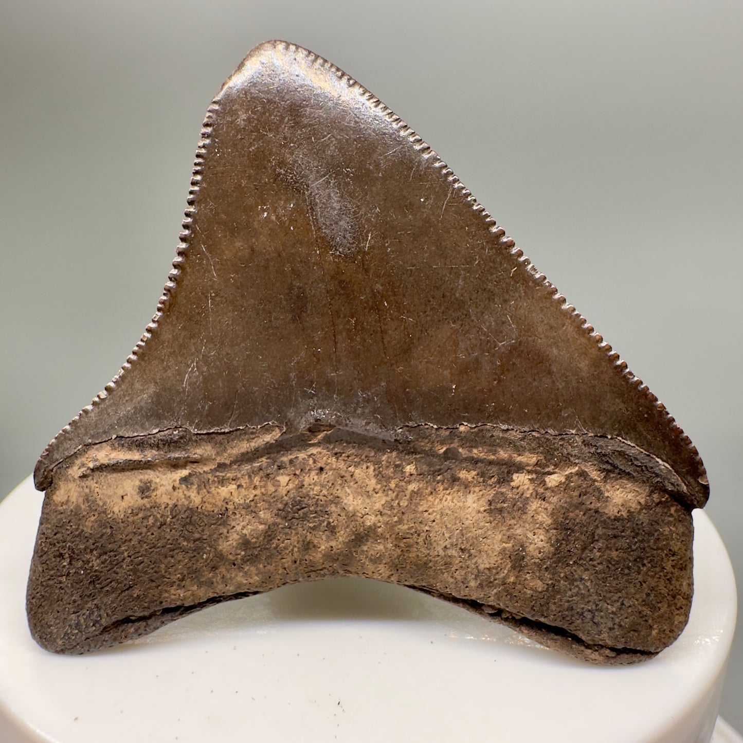 Large Posterior, brown, serrated 2.00" Fossil Megalodon Tooth from Georgia MJ145 - Back