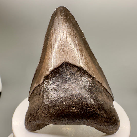Brown, serrated 2.82" Fossil Megalodon Tooth from Georgia MJ146 - Front
