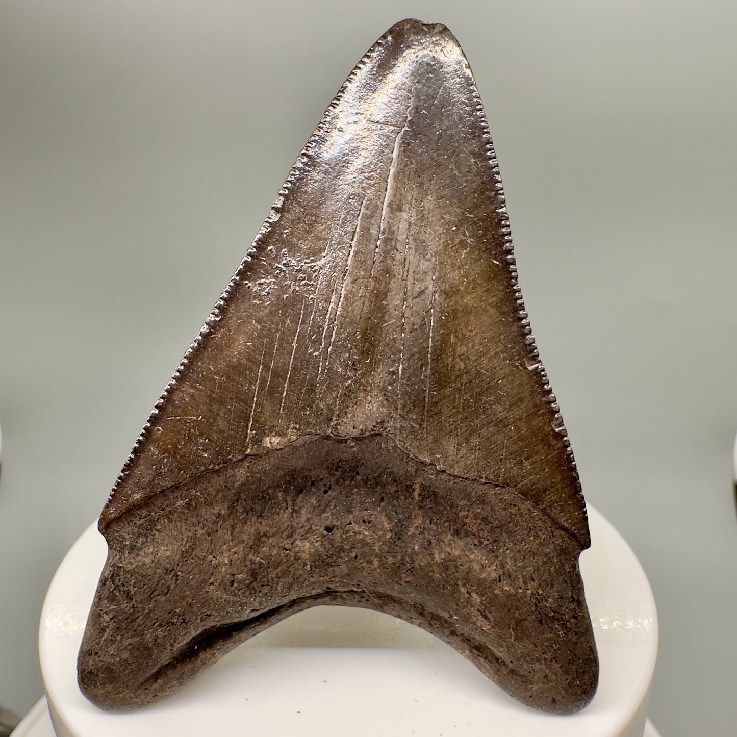 Brown, serrated 2.82" Fossil Megalodon Tooth from Georgia MJ146 - Back