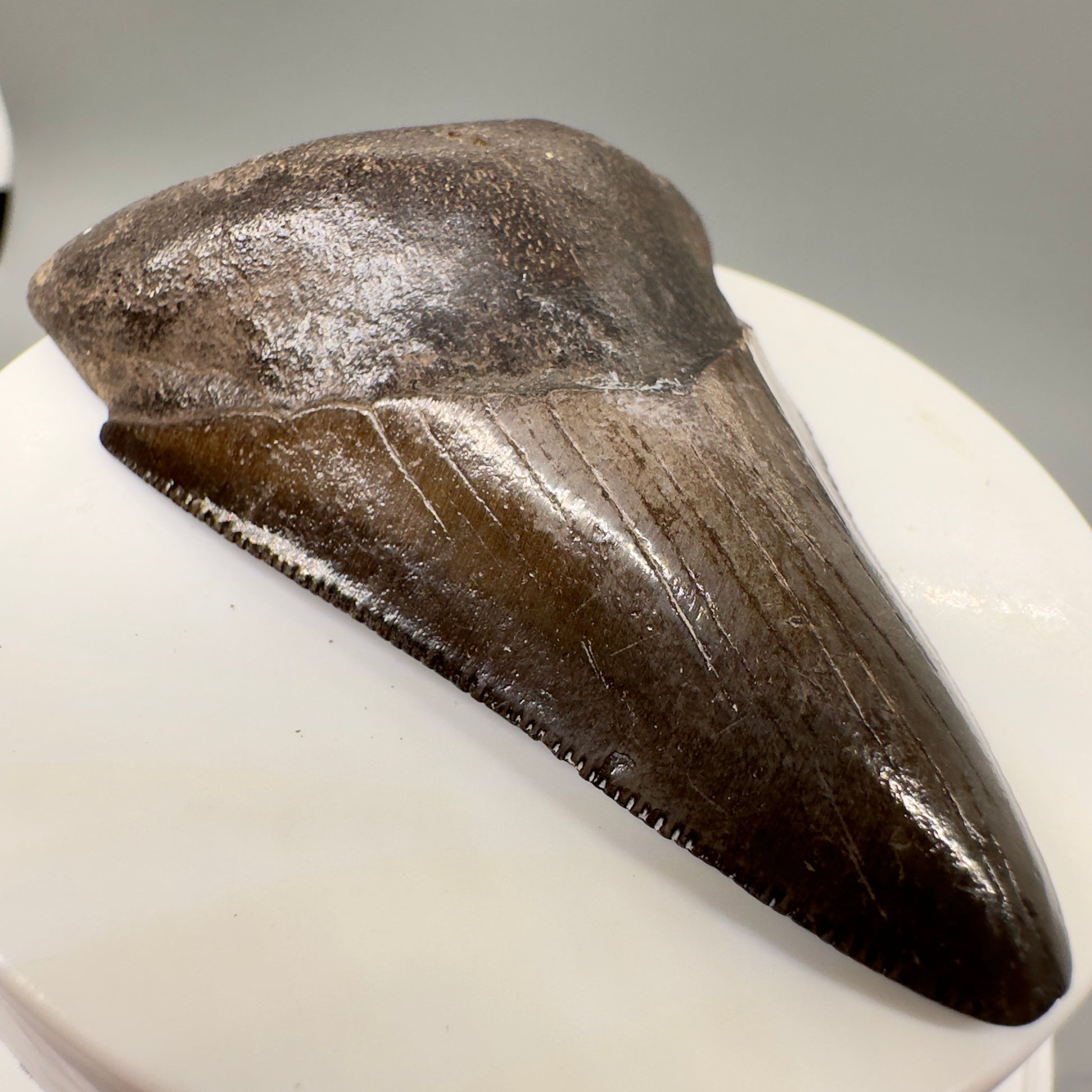 Brown, serrated 2.82" Fossil Megalodon Tooth from Georgia MJ146 - Front Left