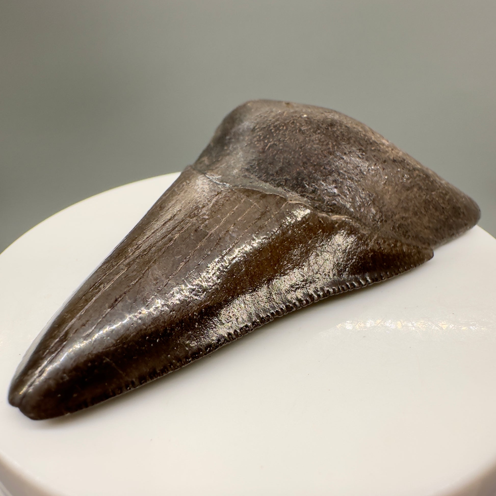 Brown, serrated 2.82" Fossil Megalodon Tooth from Georgia MJ146 - Front Left