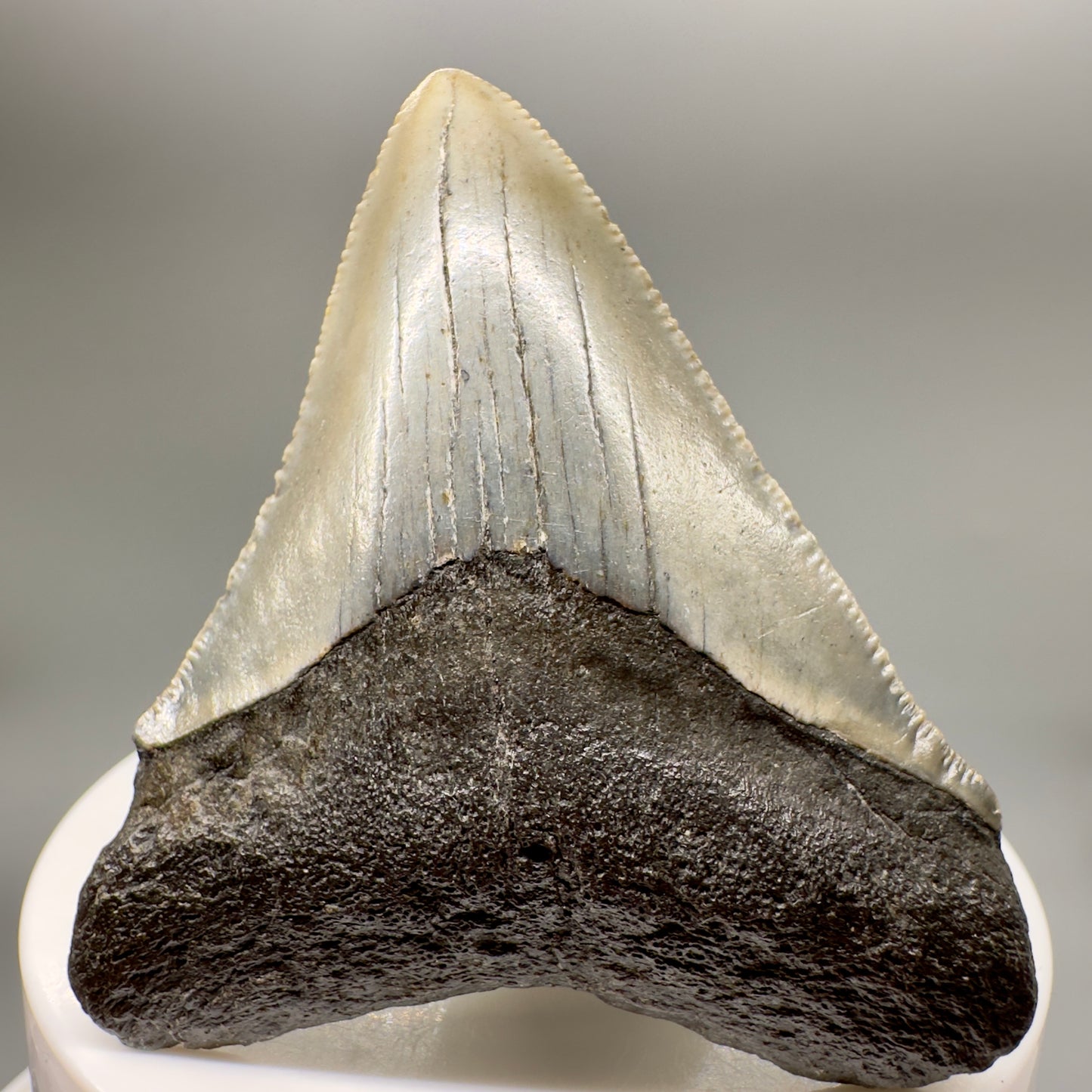 Colorful 2.43" Fossil Megalodon Tooth from North Carolina MJ147 - Front