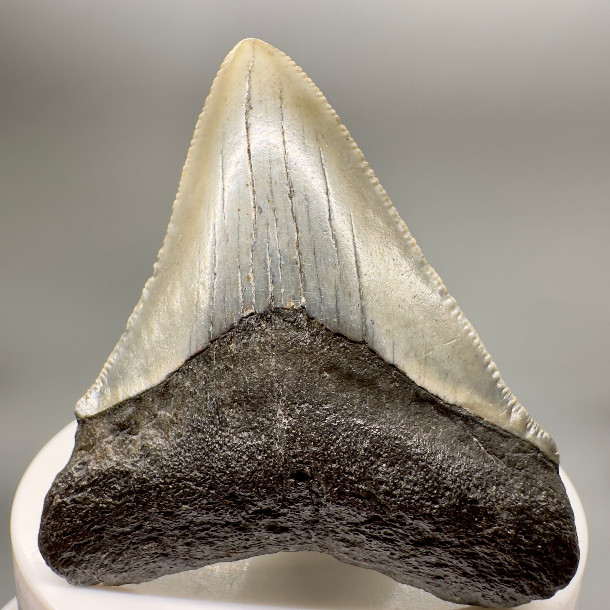 Colorful 2.43" Fossil Megalodon Tooth from North Carolina MJ147 - Front