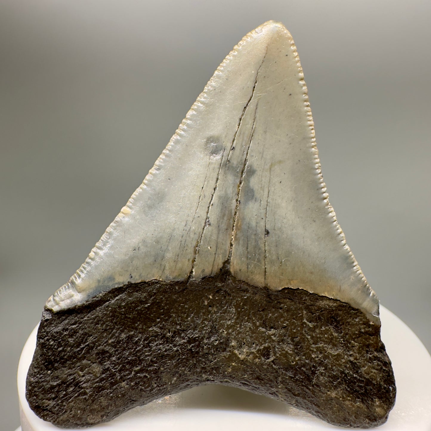 Colorful 2.43" Fossil Megalodon Tooth from North Carolina MJ147 - Back