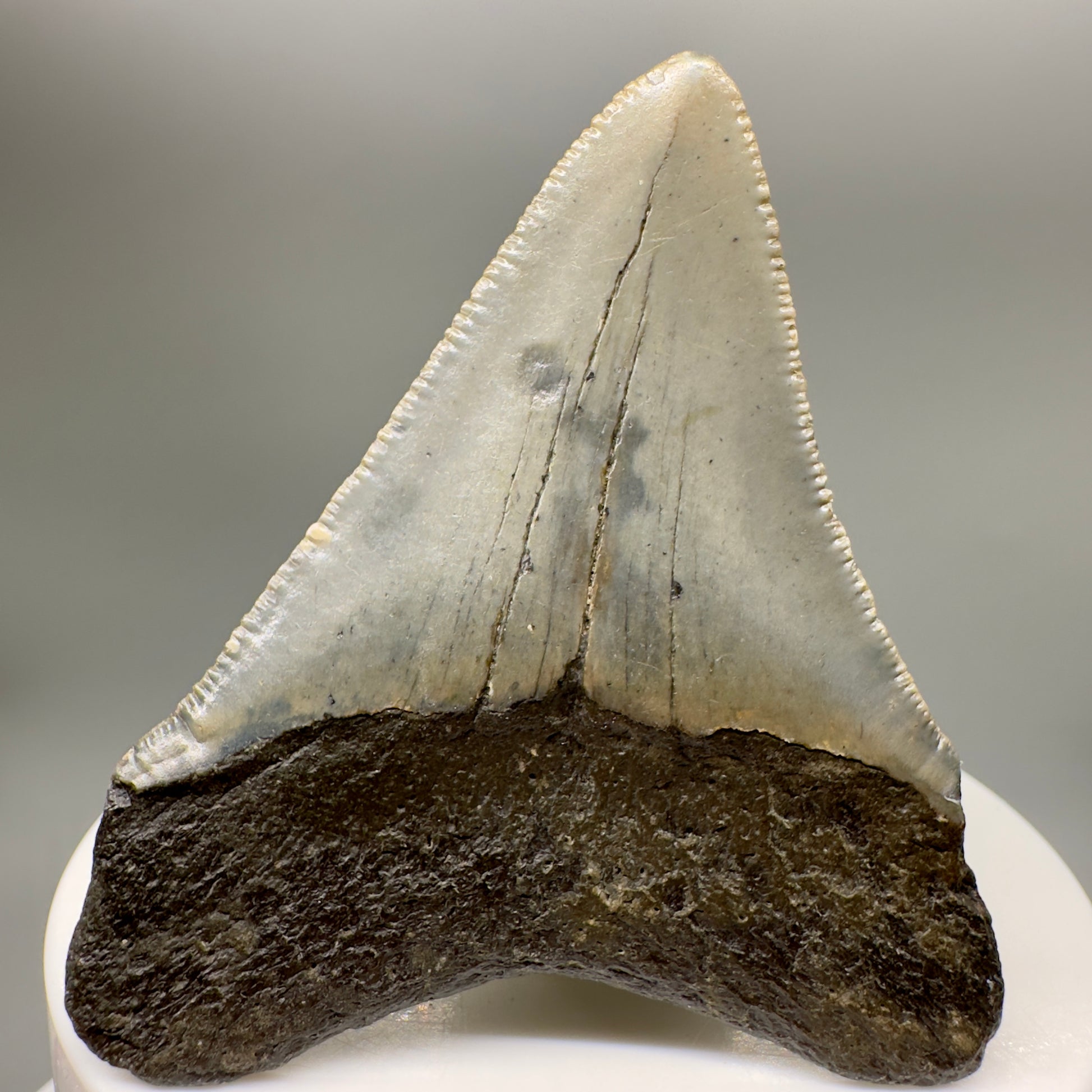 Colorful 2.43" Fossil Megalodon Tooth from North Carolina MJ147 - Back