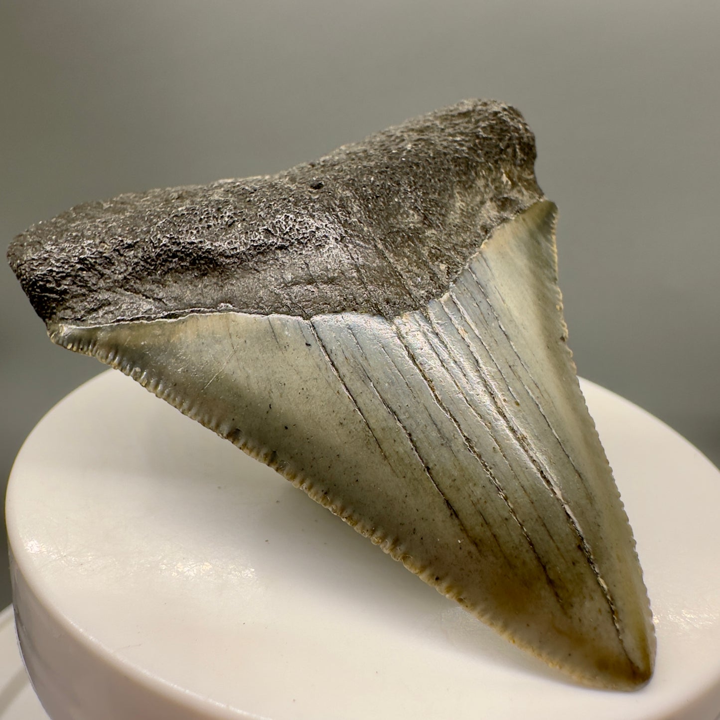 Colorful 2.43" Fossil Megalodon Tooth from North Carolina MJ147 - Front Left