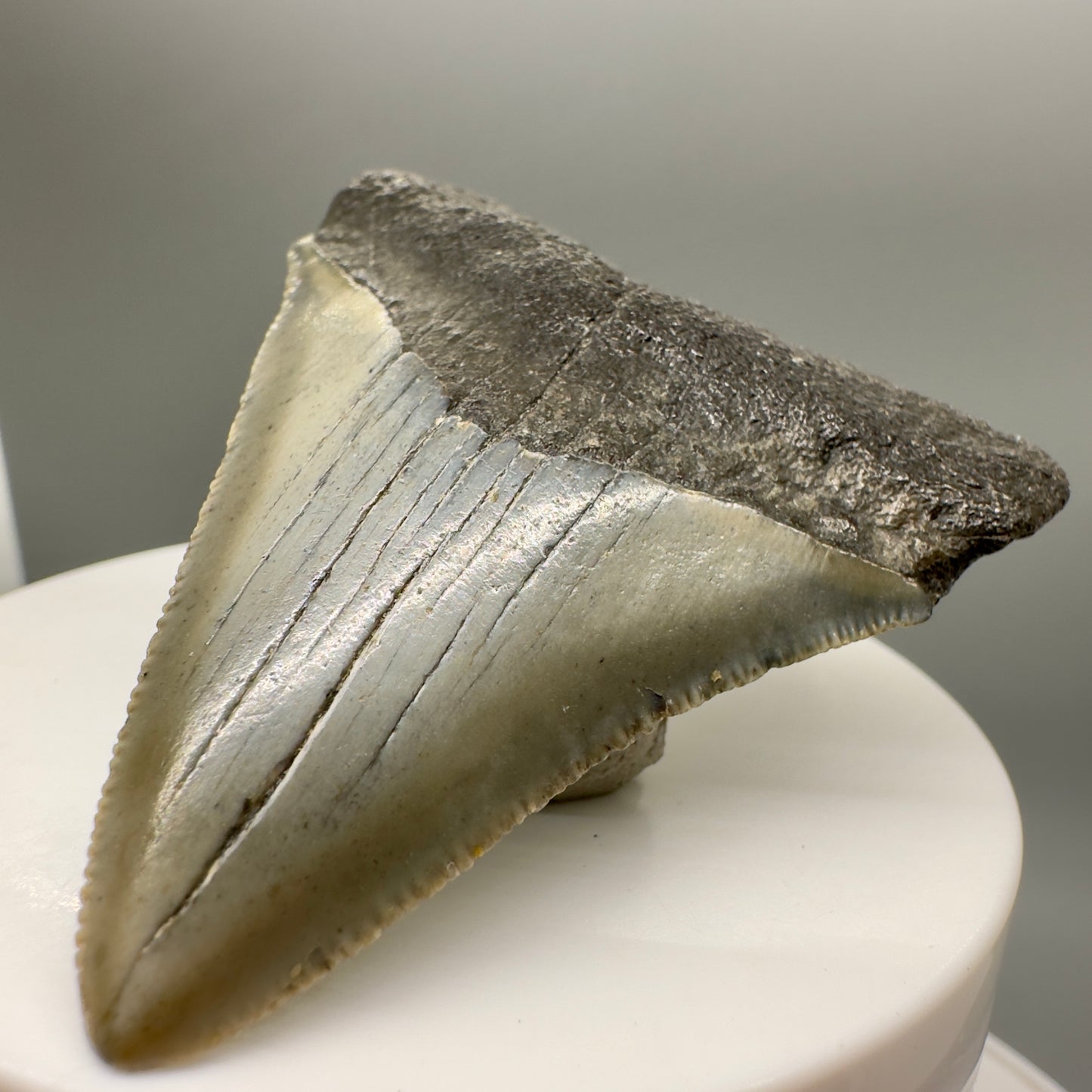 Colorful 2.43" Fossil Megalodon Tooth from North Carolina MJ147 - Front Right