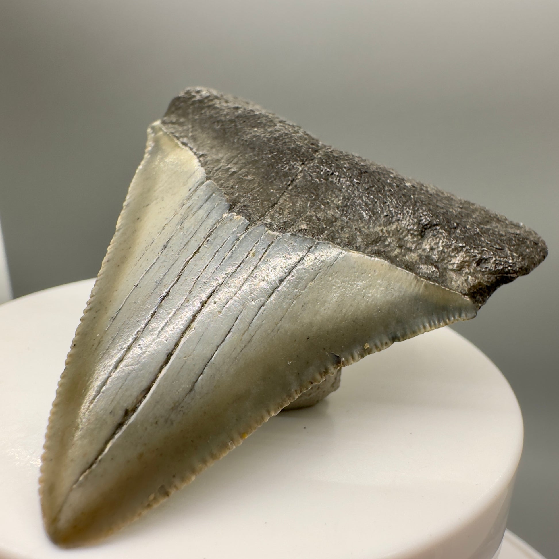 Colorful 2.43" Fossil Megalodon Tooth from North Carolina MJ147 - Front Right