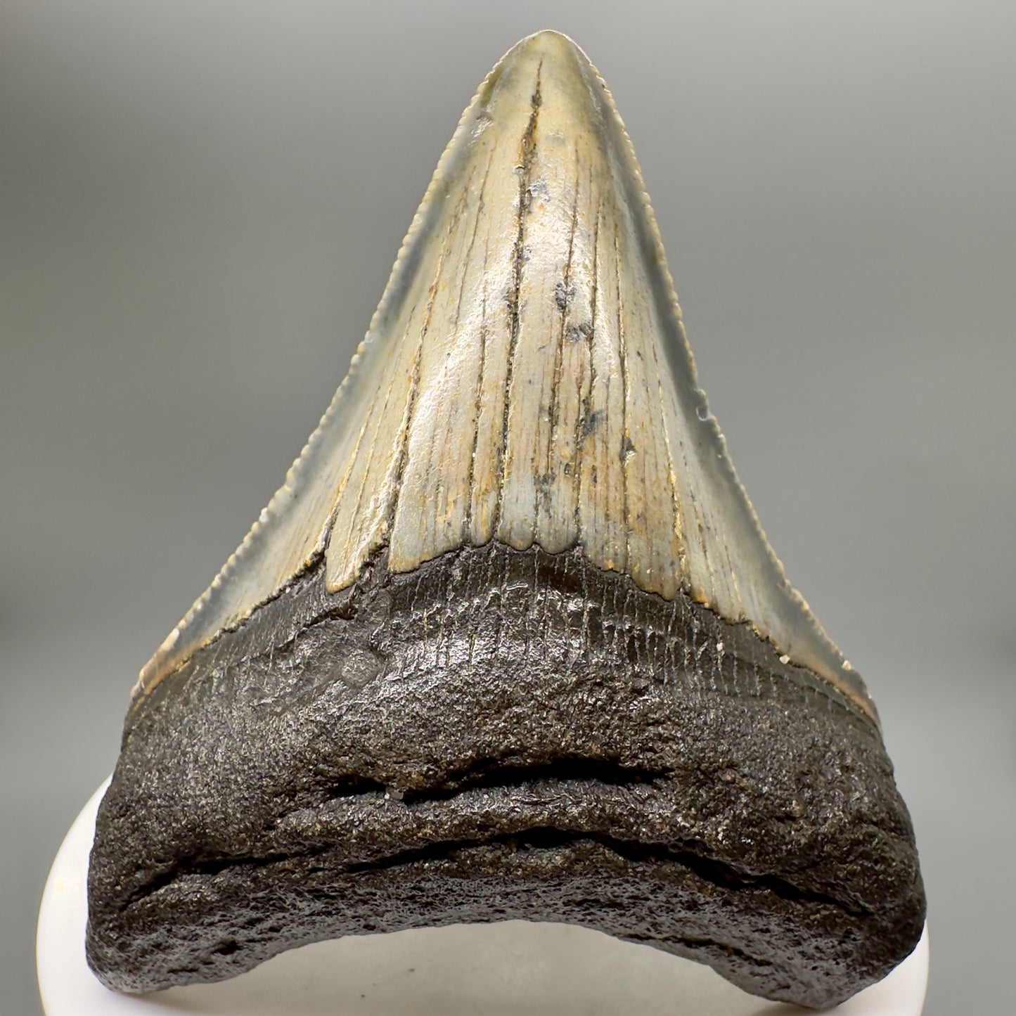 Colorful, serrated 2.80" Fossil Megalodon Tooth from North Carolina MJ148 - Front