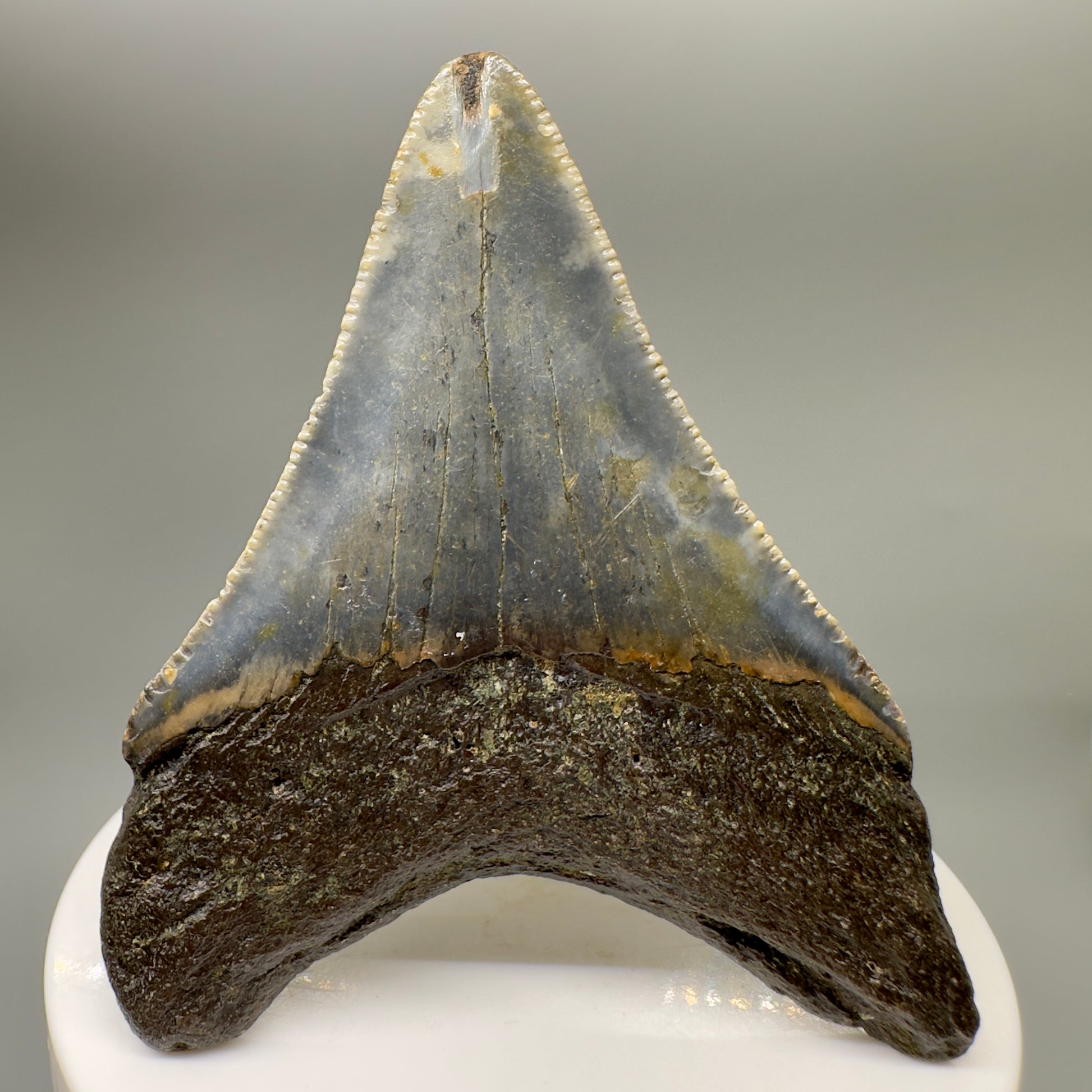 Colorful, serrated 2.80" Fossil Megalodon Tooth from North Carolina MJ148 - Back