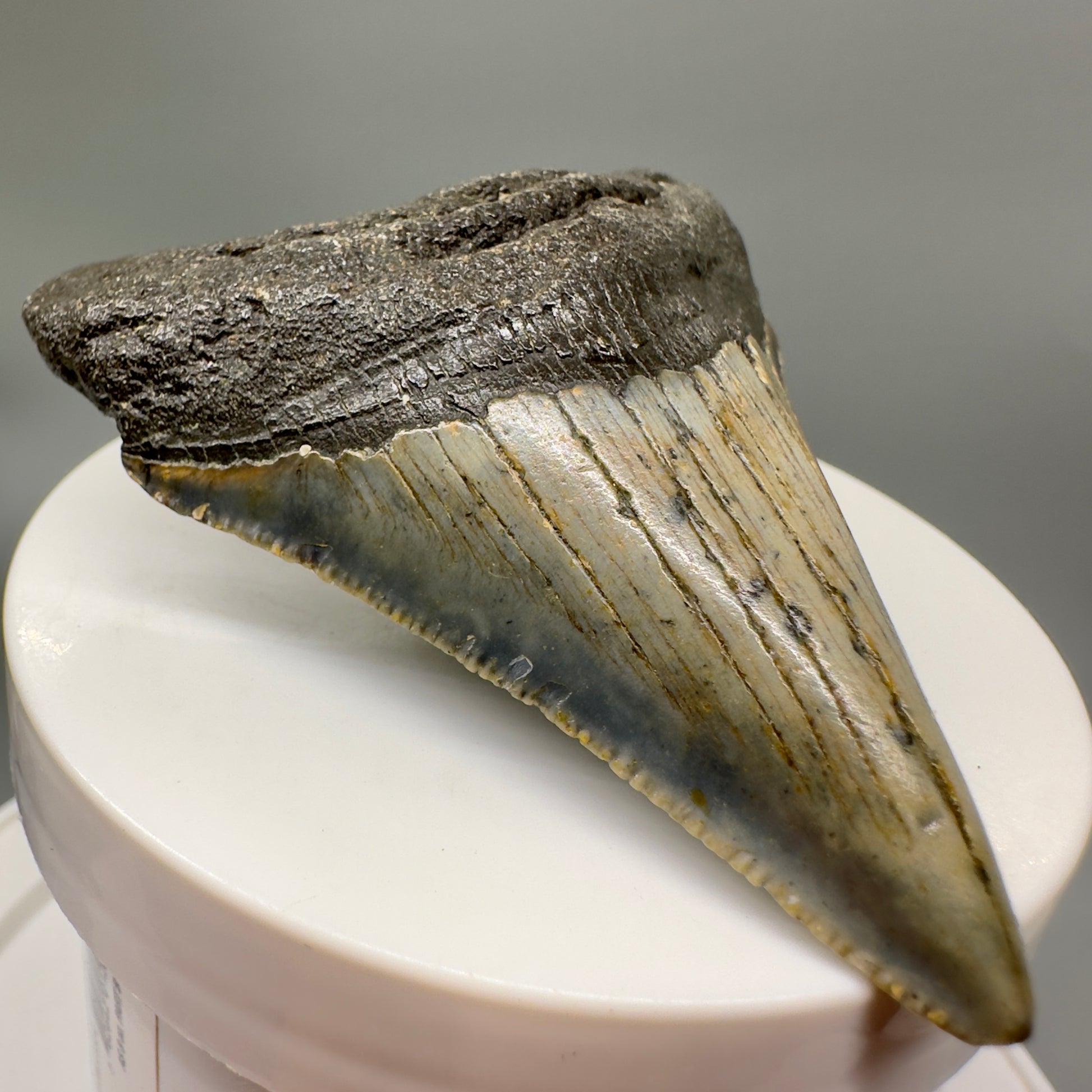 Colorful, serrated 2.80" Fossil Megalodon Tooth from North Carolina MJ148 - Front Left