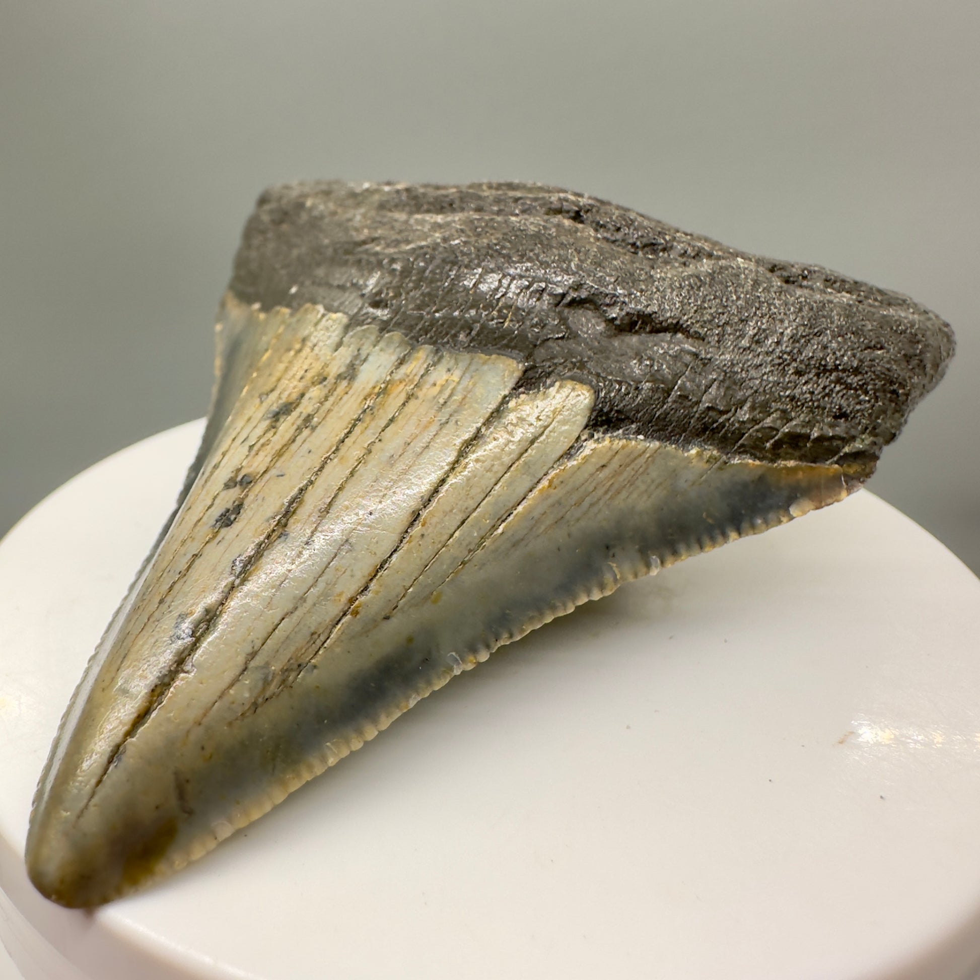 Colorful, serrated 2.80" Fossil Megalodon Tooth from North Carolina MJ148 - Front Right
