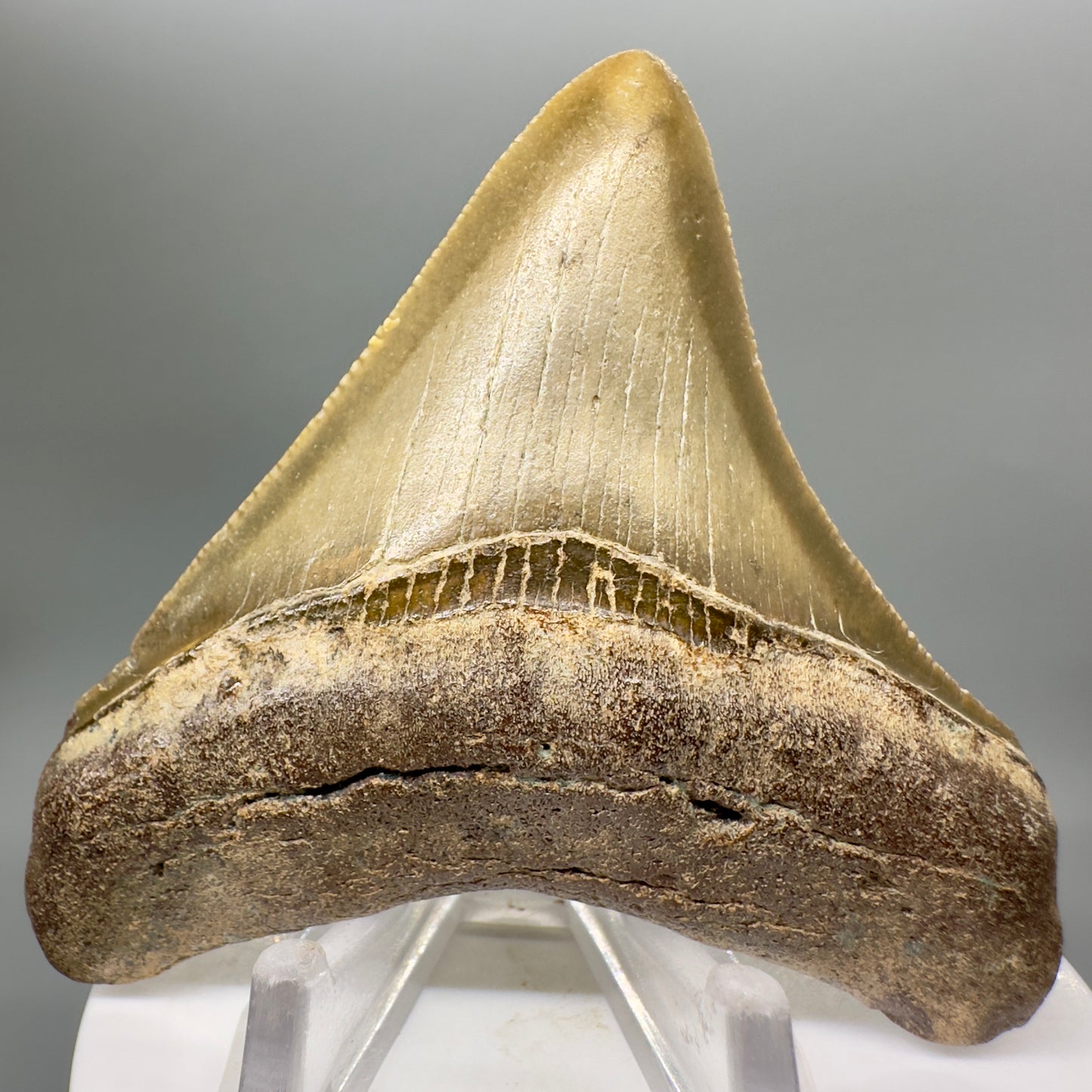 Colorful, serrated 2.95" Fossil Megalodon Tooth from North Carolina MJ149 - Front