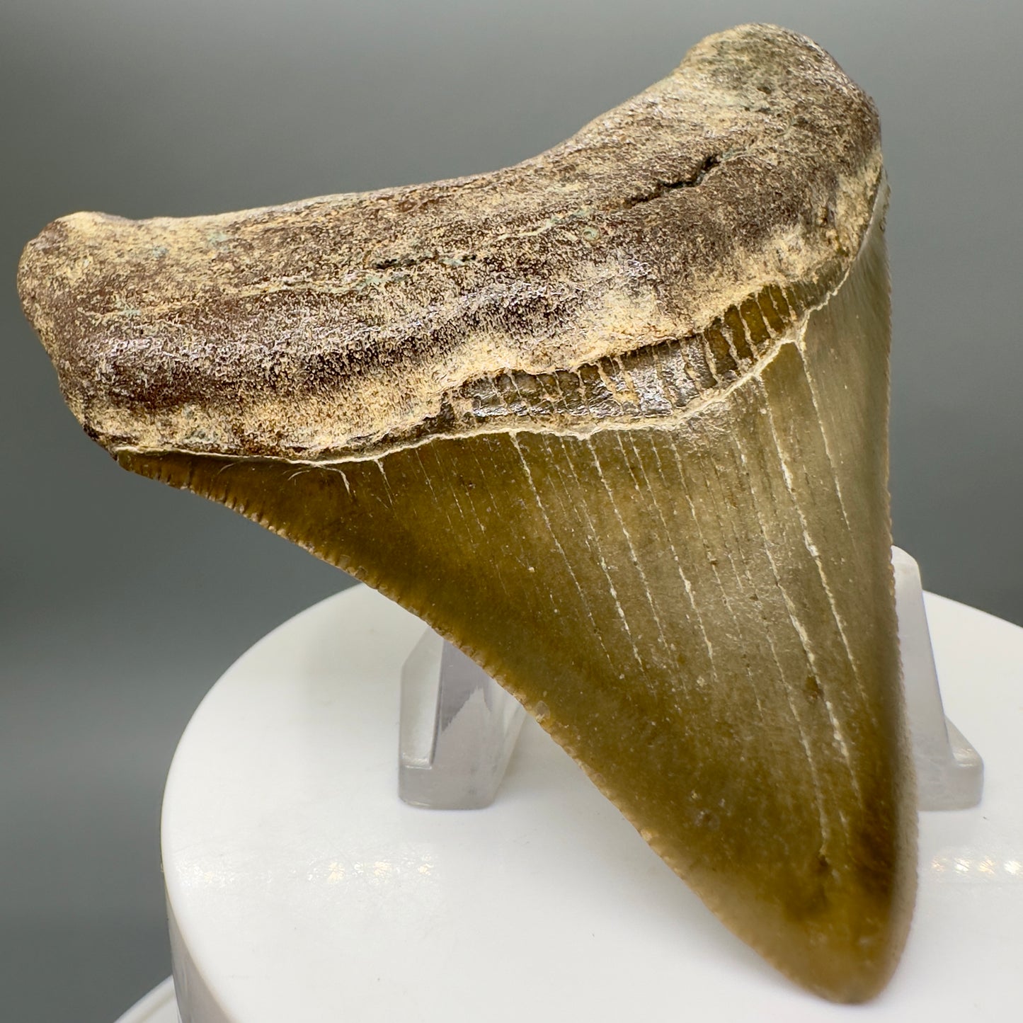 Colorful, serrated 2.95" Fossil Megalodon Tooth from North Carolina MJ149 - Front Left