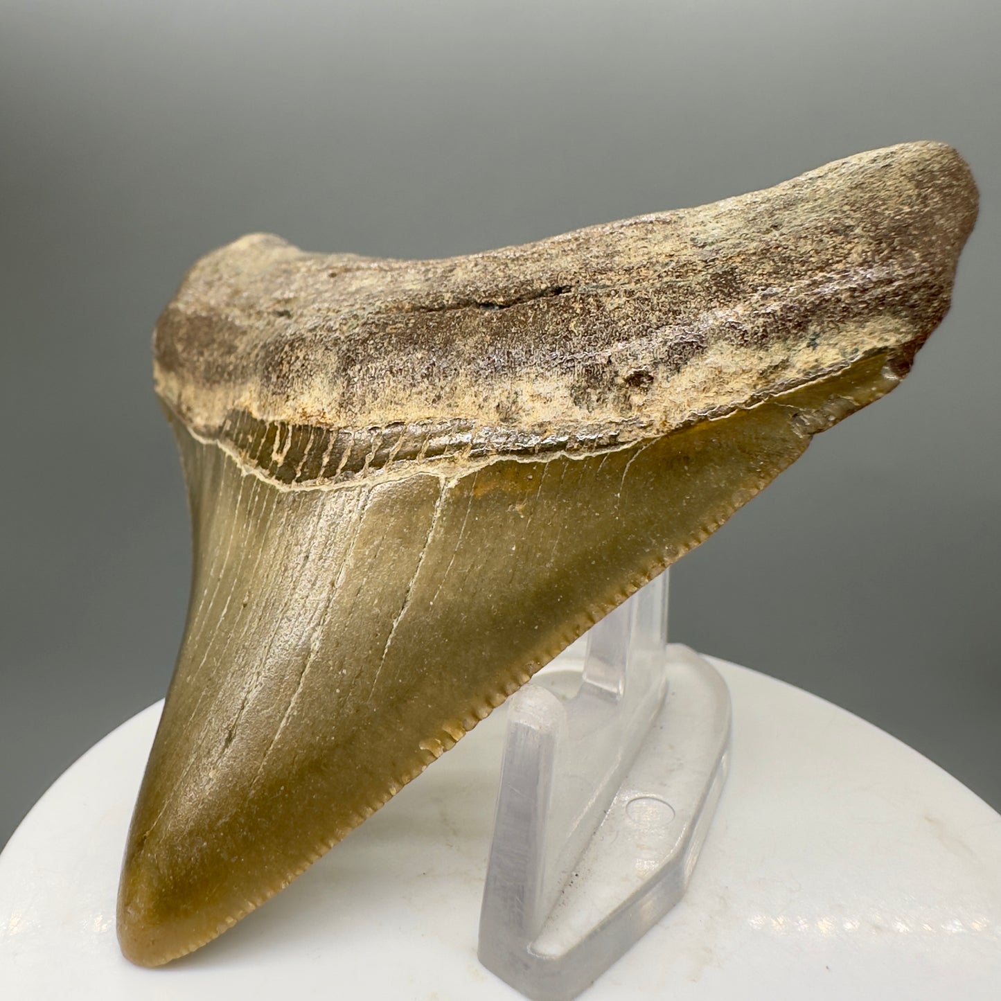 Colorful, serrated 2.95" Fossil Megalodon Tooth from North Carolina MJ149 - Front Right