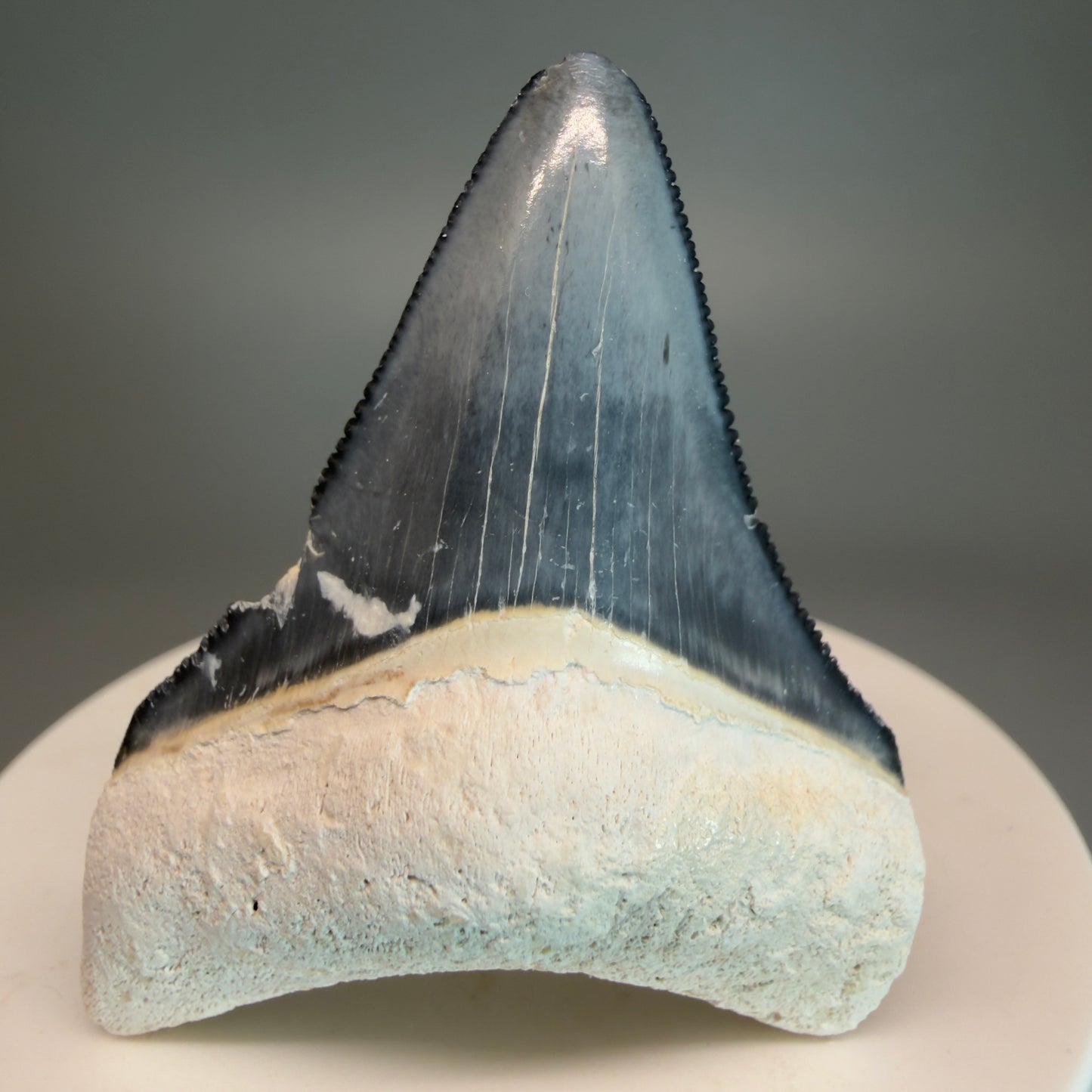 Colorful 2.04" Sharply Serrated Fossil Megalodon Tooth from Bone Valley, FL MJ190 - Front 1