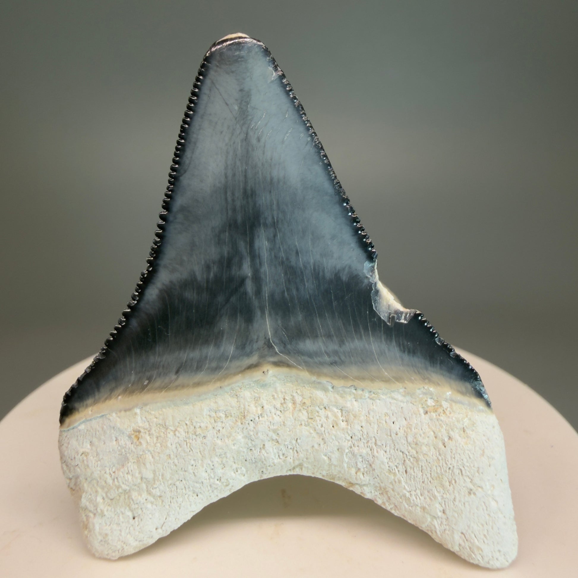 Colorful 2.04" Sharply Serrated Fossil Megalodon Tooth from Bone Valley, FL MJ190 - Back 