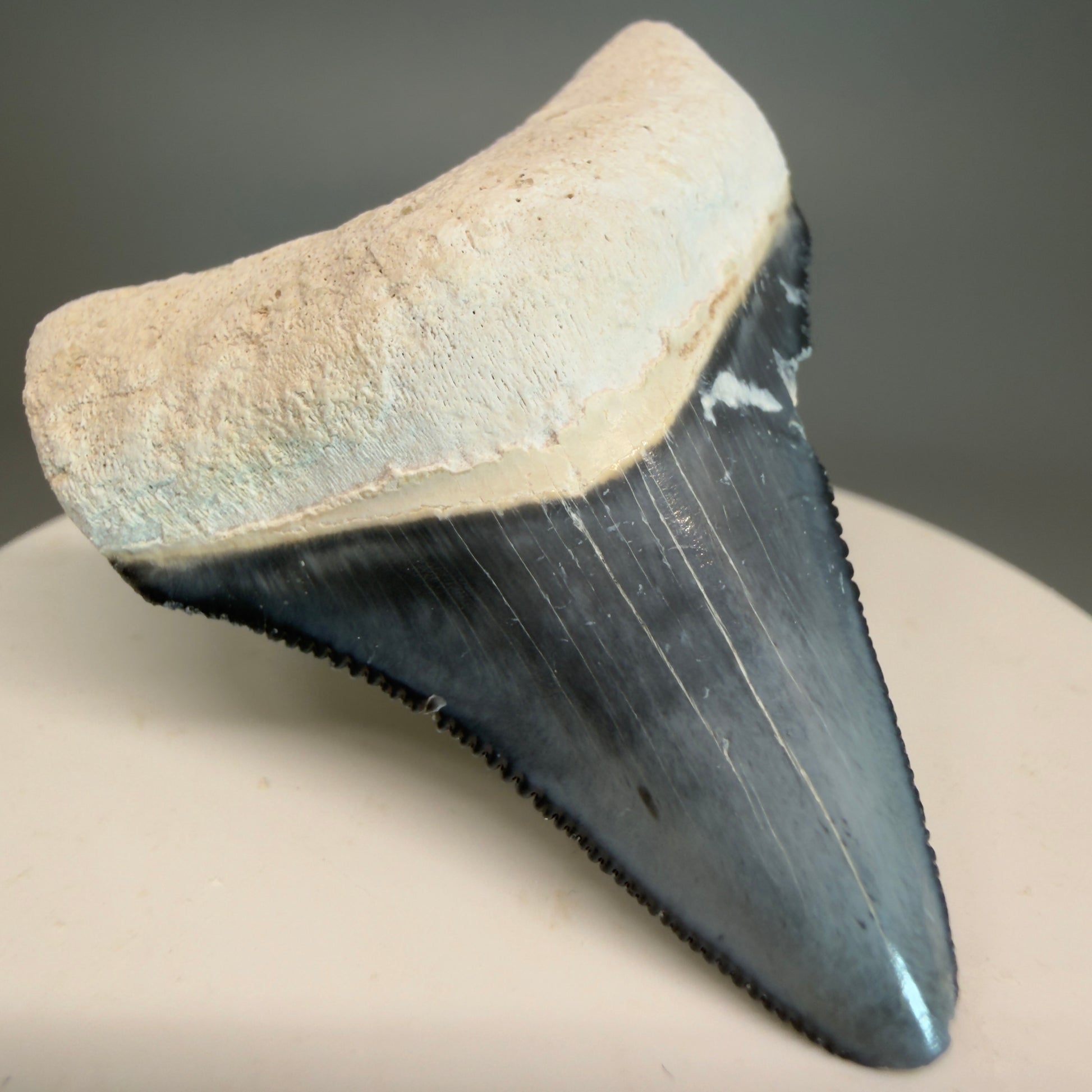 Colorful 2.04" Sharply Serrated Fossil Megalodon Tooth from Bone Valley, FL MJ190 - Front Left