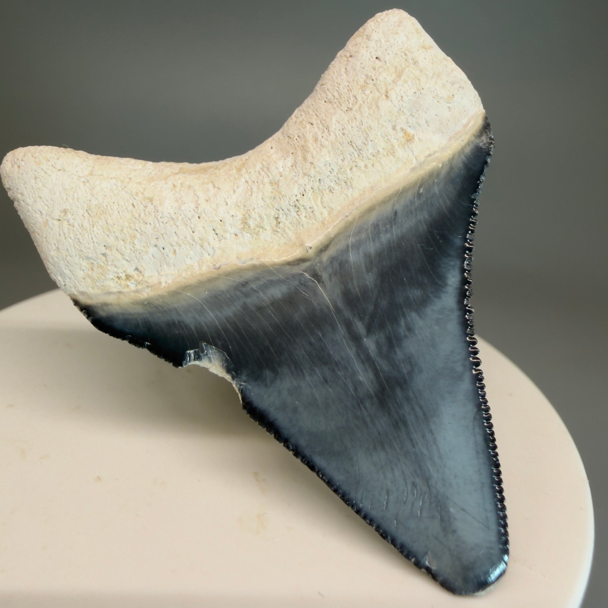Colorful 2.04" Sharply Serrated Fossil Megalodon Tooth from Bone Valley, FL MJ190 - Back Left