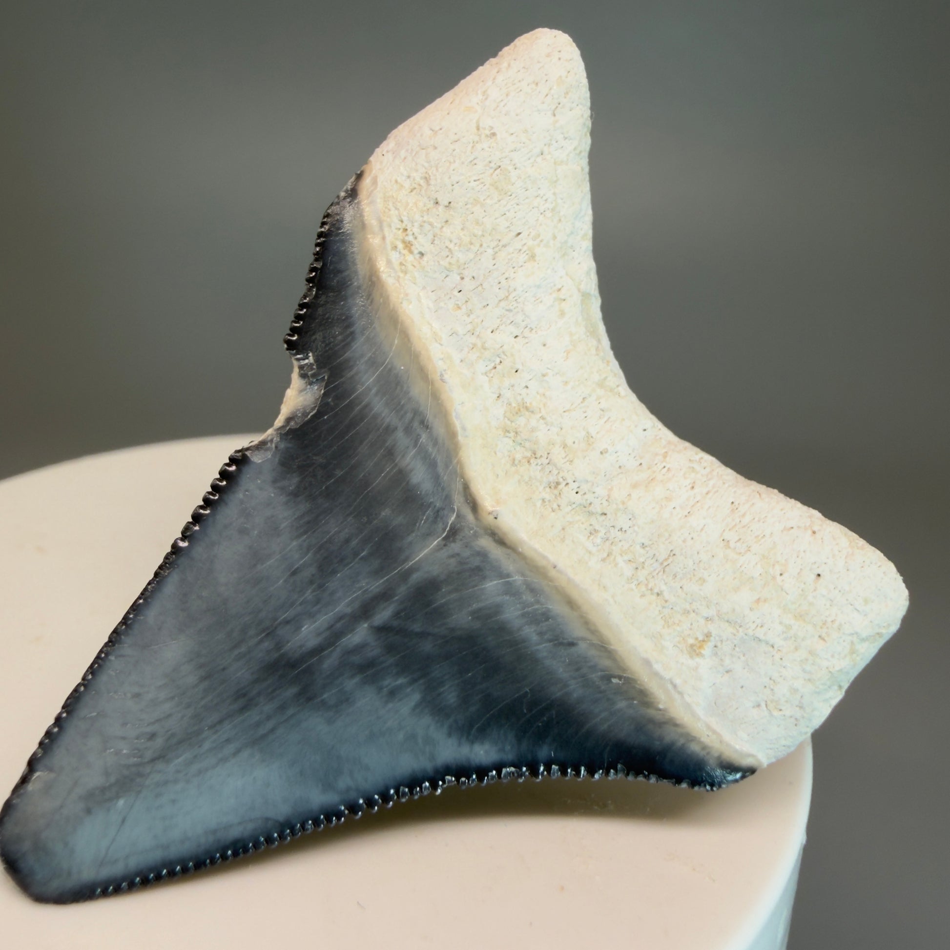 Colorful 2.04" Sharply Serrated Fossil Megalodon Tooth from Bone Valley, FL MJ190 - Back right