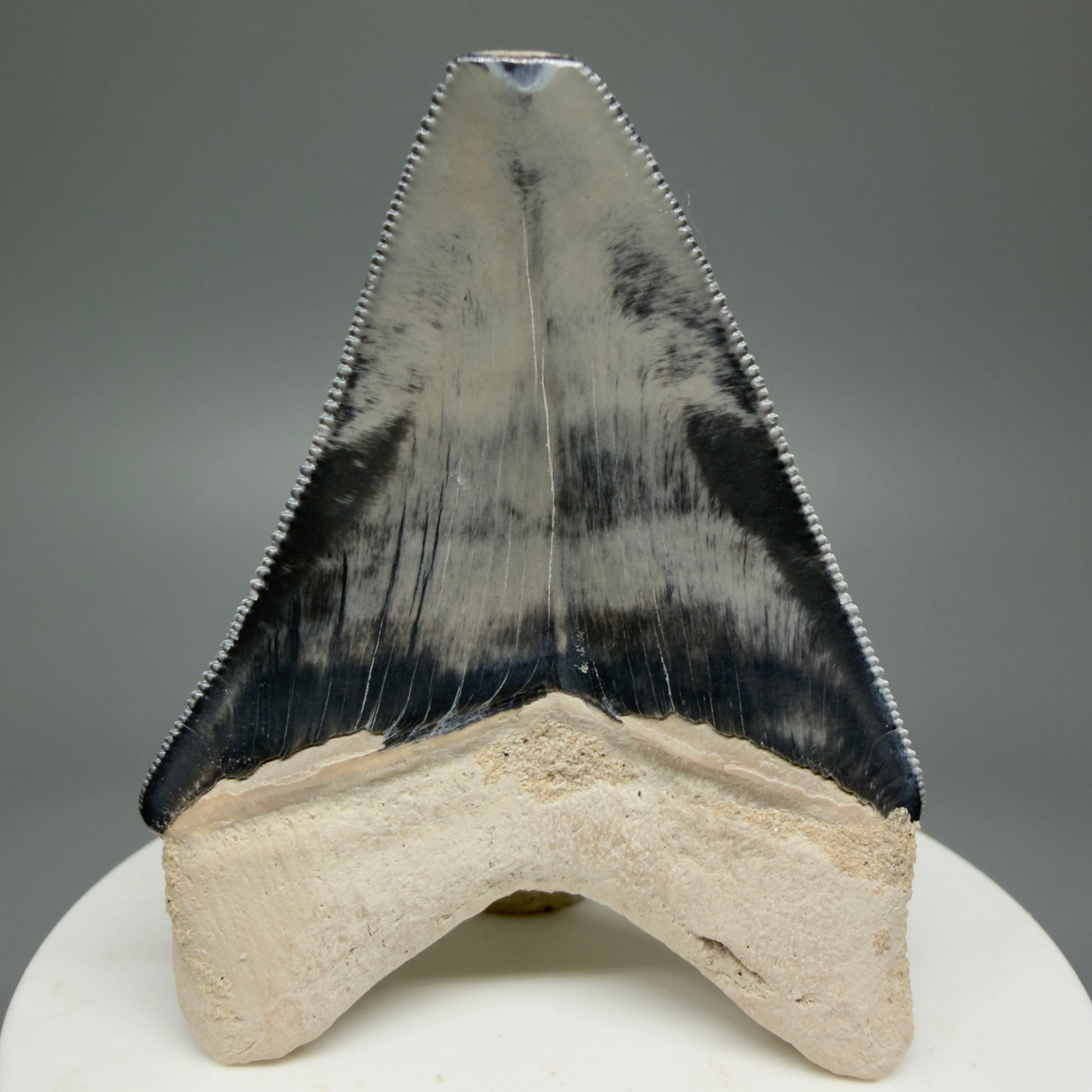 Gorgeous prints 2.43" Sharply Serrated Fossil Megalodon Tooth from Bone Valley, FL MJ191 - Back 