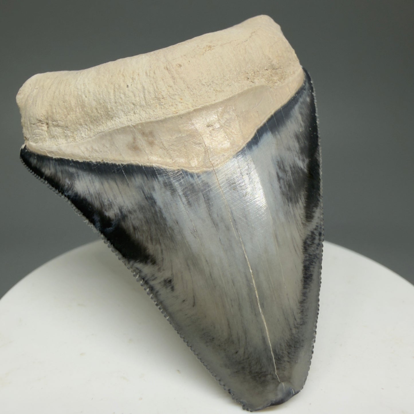 Gorgeous prints 2.43" Sharply Serrated Fossil Megalodon Tooth from Bone Valley, FL MJ191 - Front Left