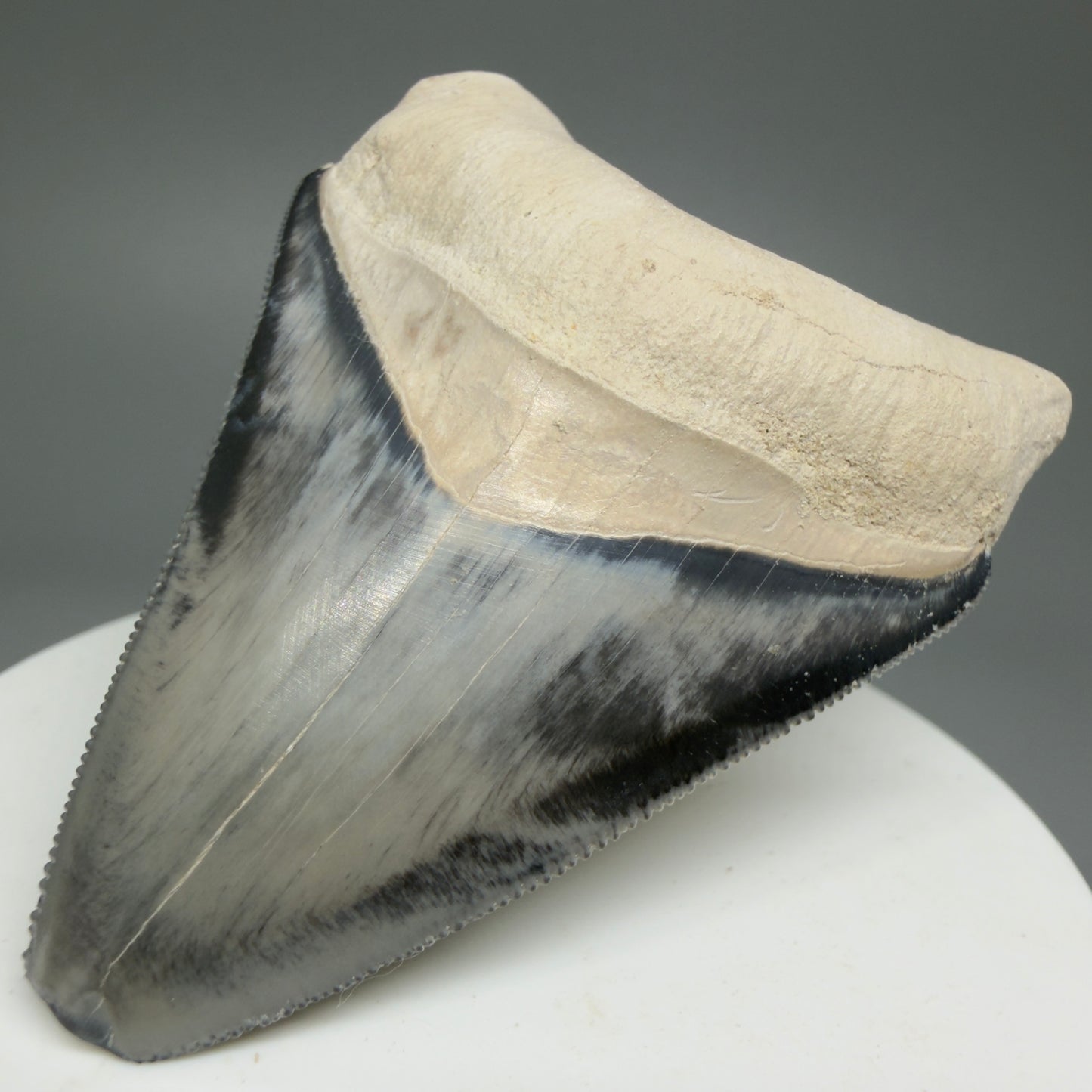 Gorgeous prints 2.43" Sharply Serrated Fossil Megalodon Tooth from Bone Valley, FL MJ191 - Front Right
