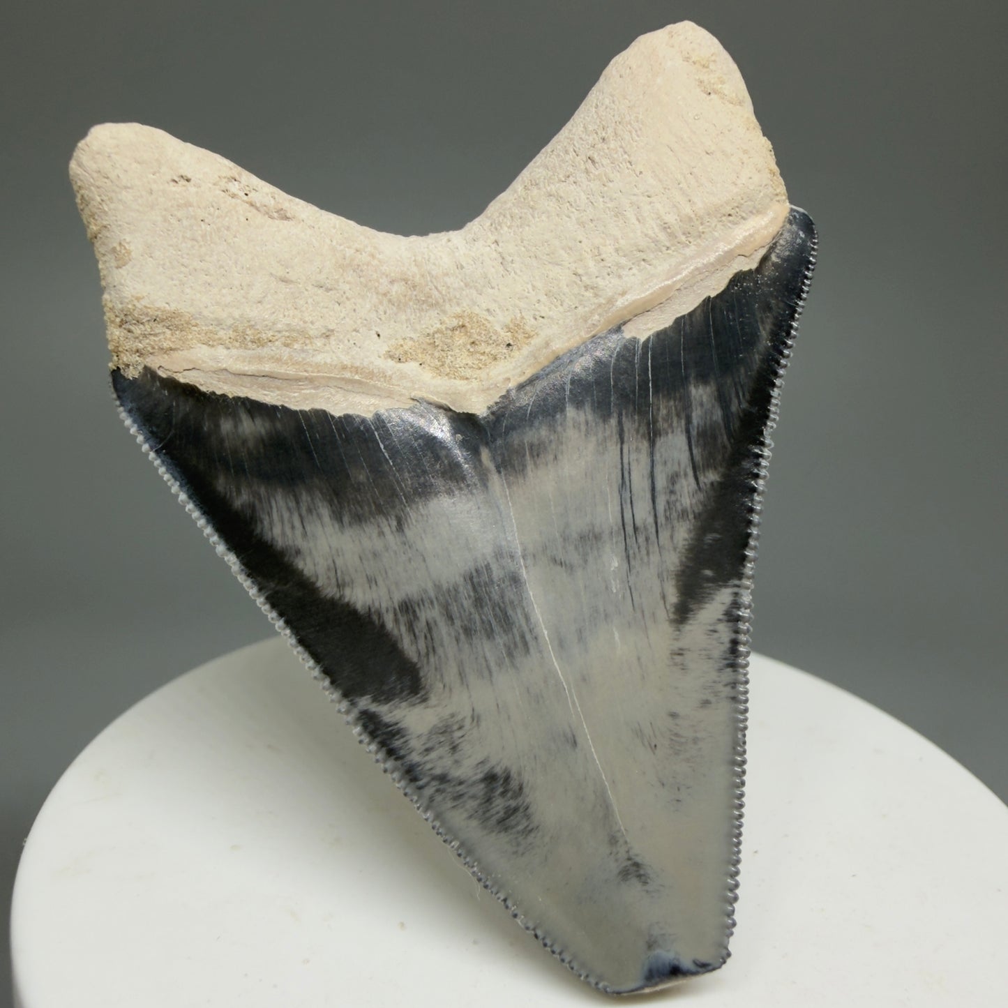 Gorgeous prints 2.43" Sharply Serrated Fossil Megalodon Tooth from Bone Valley, FL MJ191 - Back Left