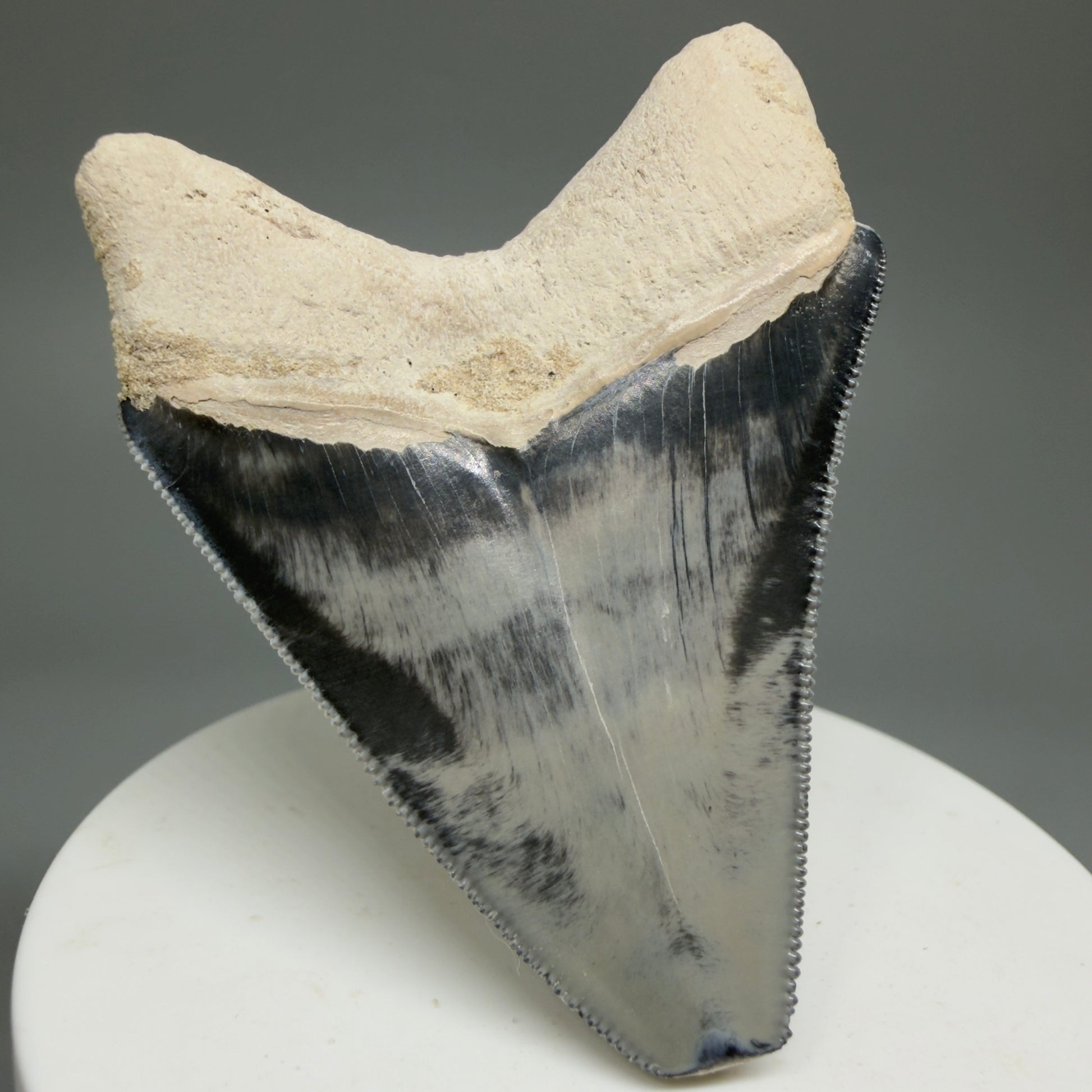 Gorgeous prints 2.43" Sharply Serrated Fossil Megalodon Tooth from Bone Valley, FL MJ191 - Back Left