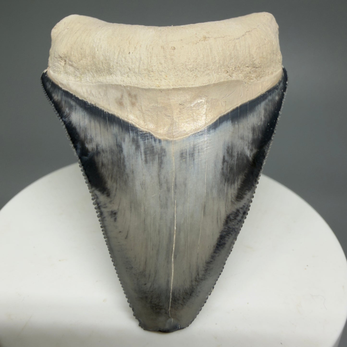 Gorgeous prints 2.43" Sharply Serrated Fossil Megalodon Tooth from Bone Valley, FL MJ191 - Front 1
