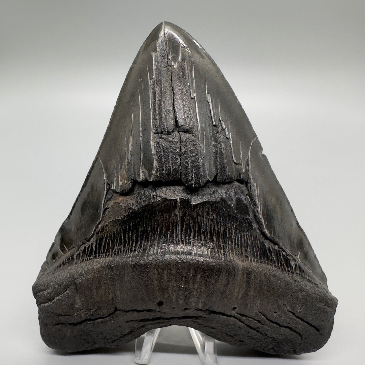 EXTRA LARGE, close to max size 6.14" Fossil Megalodon Tooth - South Carolina MJ166 - Front