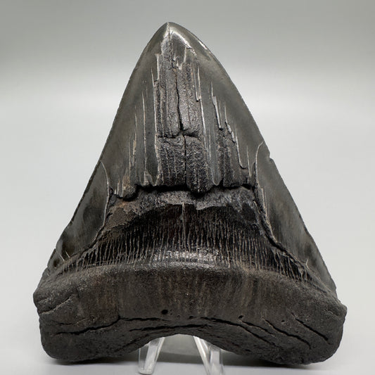 EXTRA LARGE, close to max size 6.14" Fossil Megalodon Tooth - South Carolina MJ166 - Front