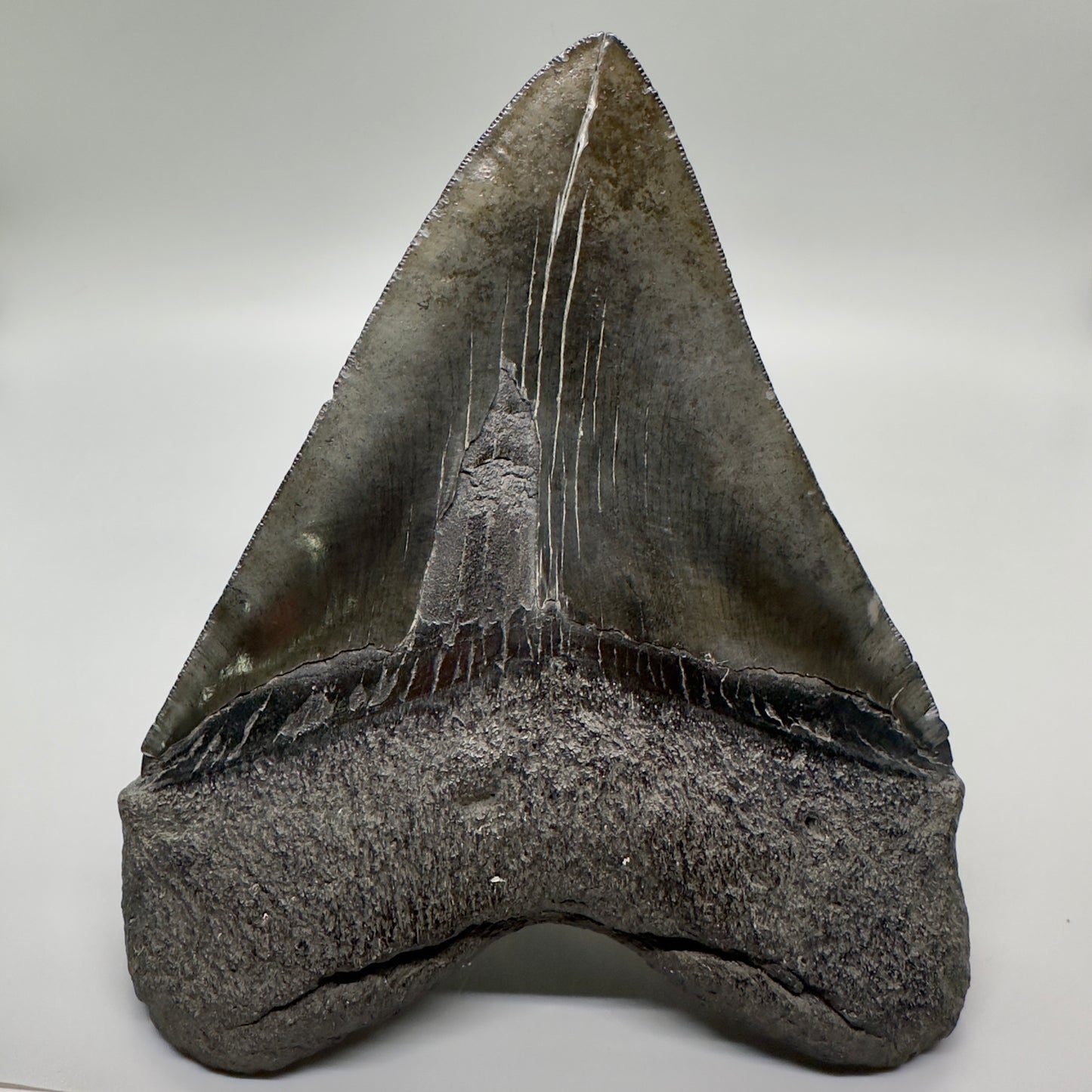 EXTRA LARGE, close to max size 6.14" Fossil Megalodon Tooth - South Carolina MJ166 - Back