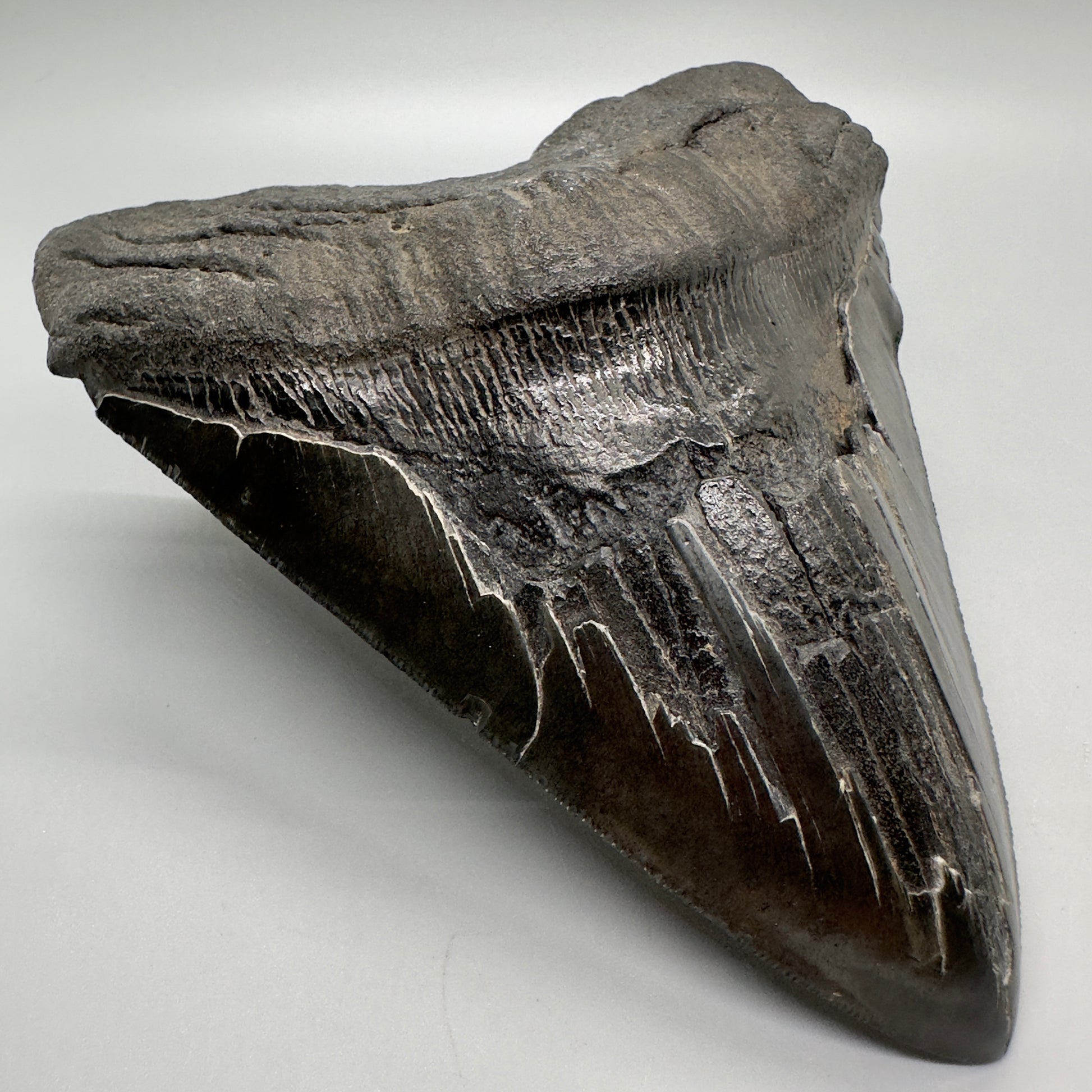 EXTRA LARGE, close to max size 6.14" Fossil Megalodon Tooth - South Carolina MJ166 - Front Left