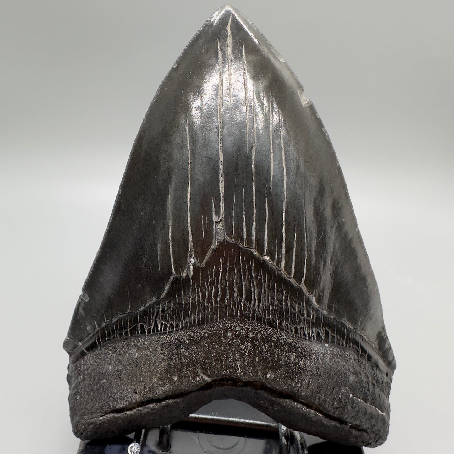 Dark colors, serrated 5.48" Fossil Megalodon Tooth - South Carolina MJ165 - Front