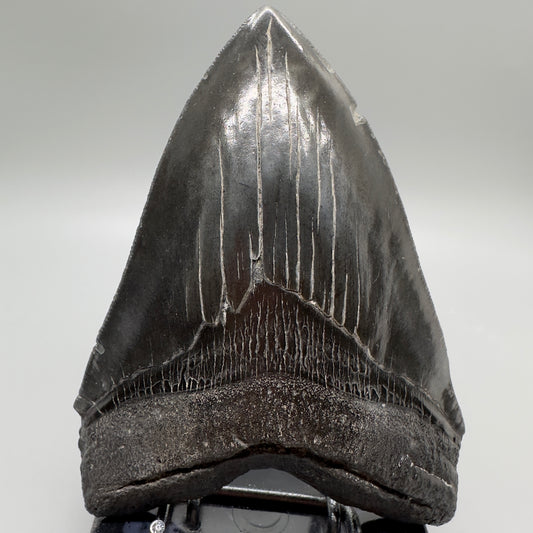 Dark colors, serrated 5.48" Fossil Megalodon Tooth - South Carolina MJ165 - Front